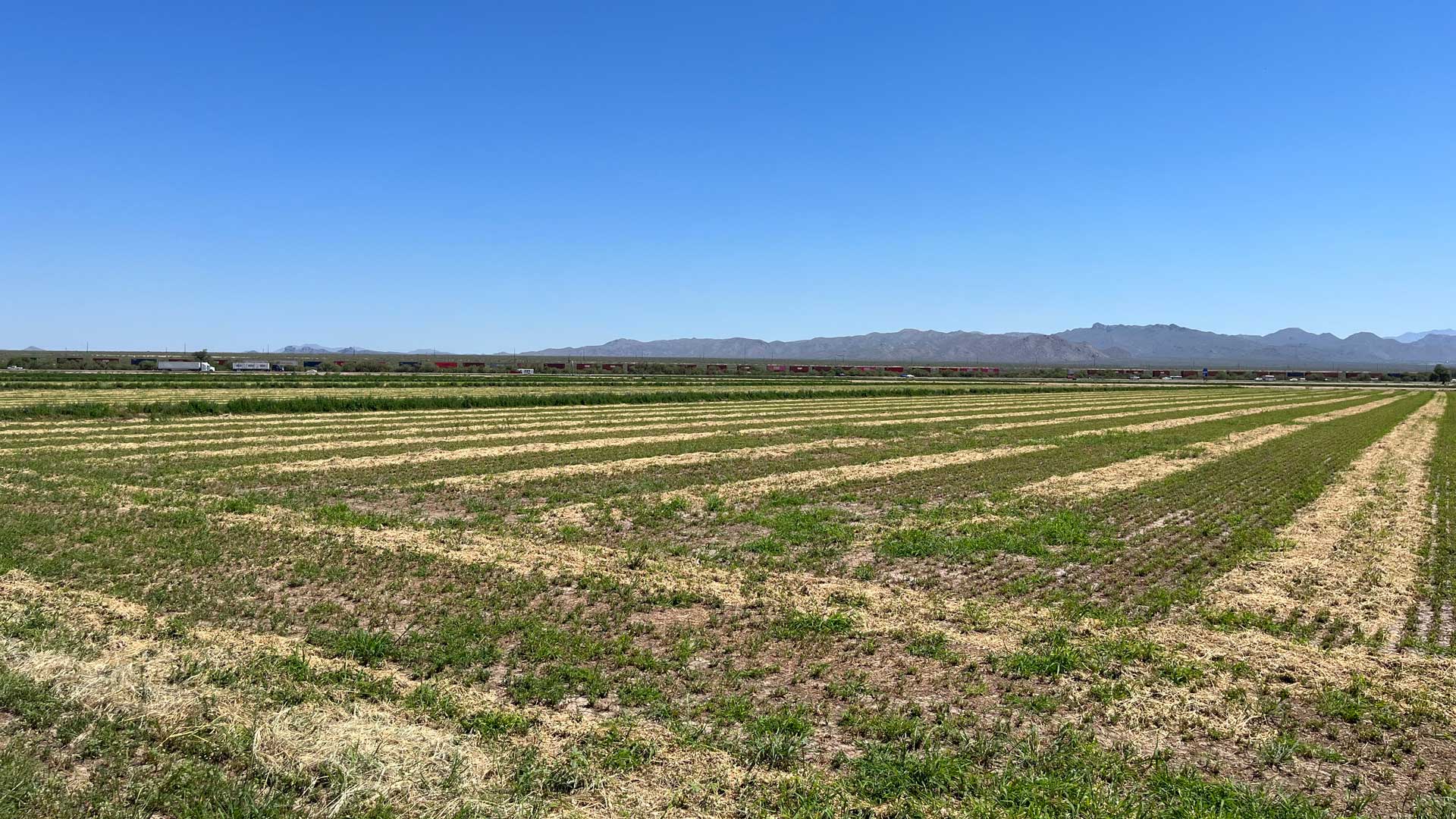 An alfalfa field in Marana, AZ bordered by I-10. September 2023