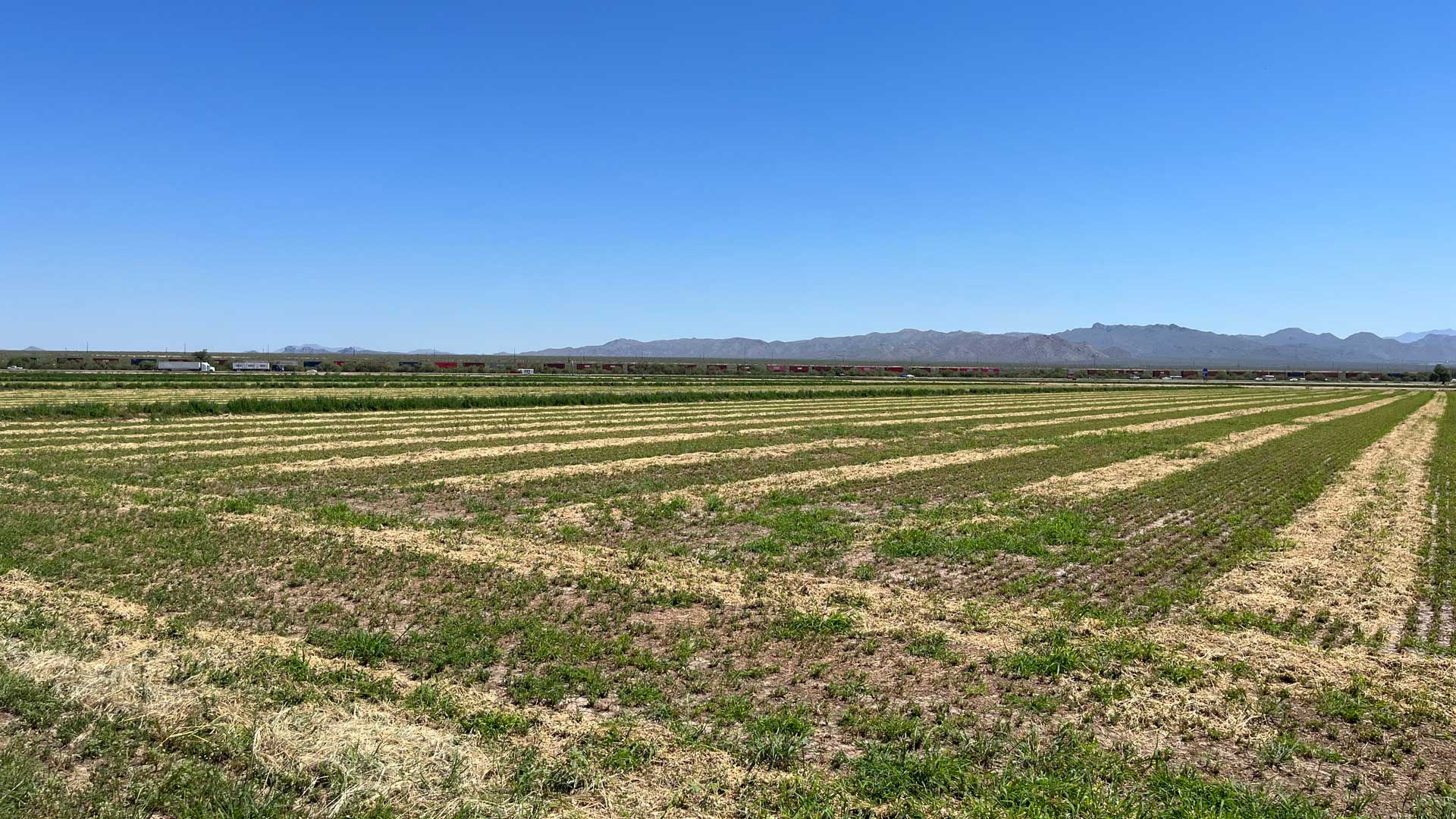 Alfalfa field