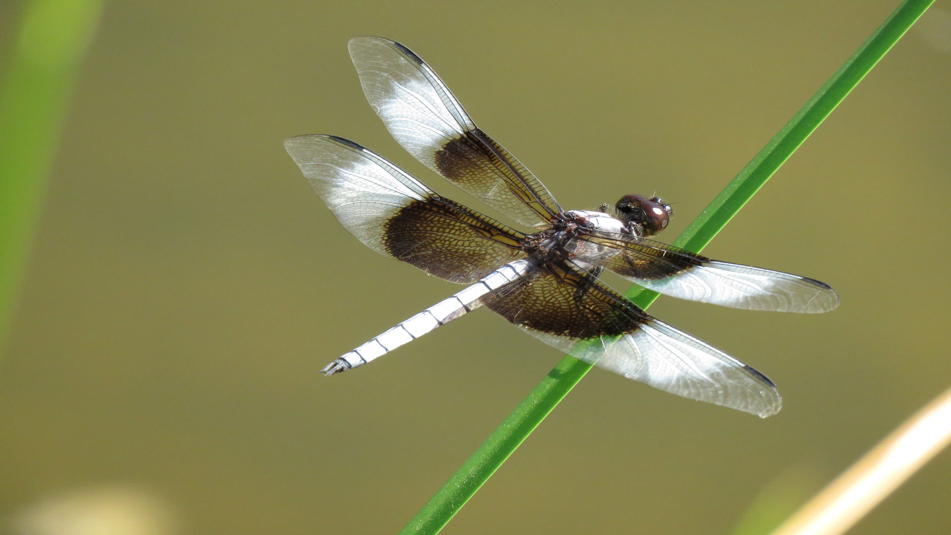 A Widow Skimmer dragonfly perches on a plant on the Santa Cruz River in Tucson, Ariz. The 2023 Dragonfly BioBlitz is hoping to document the return of insects like this to the restored Santa Cruz River.