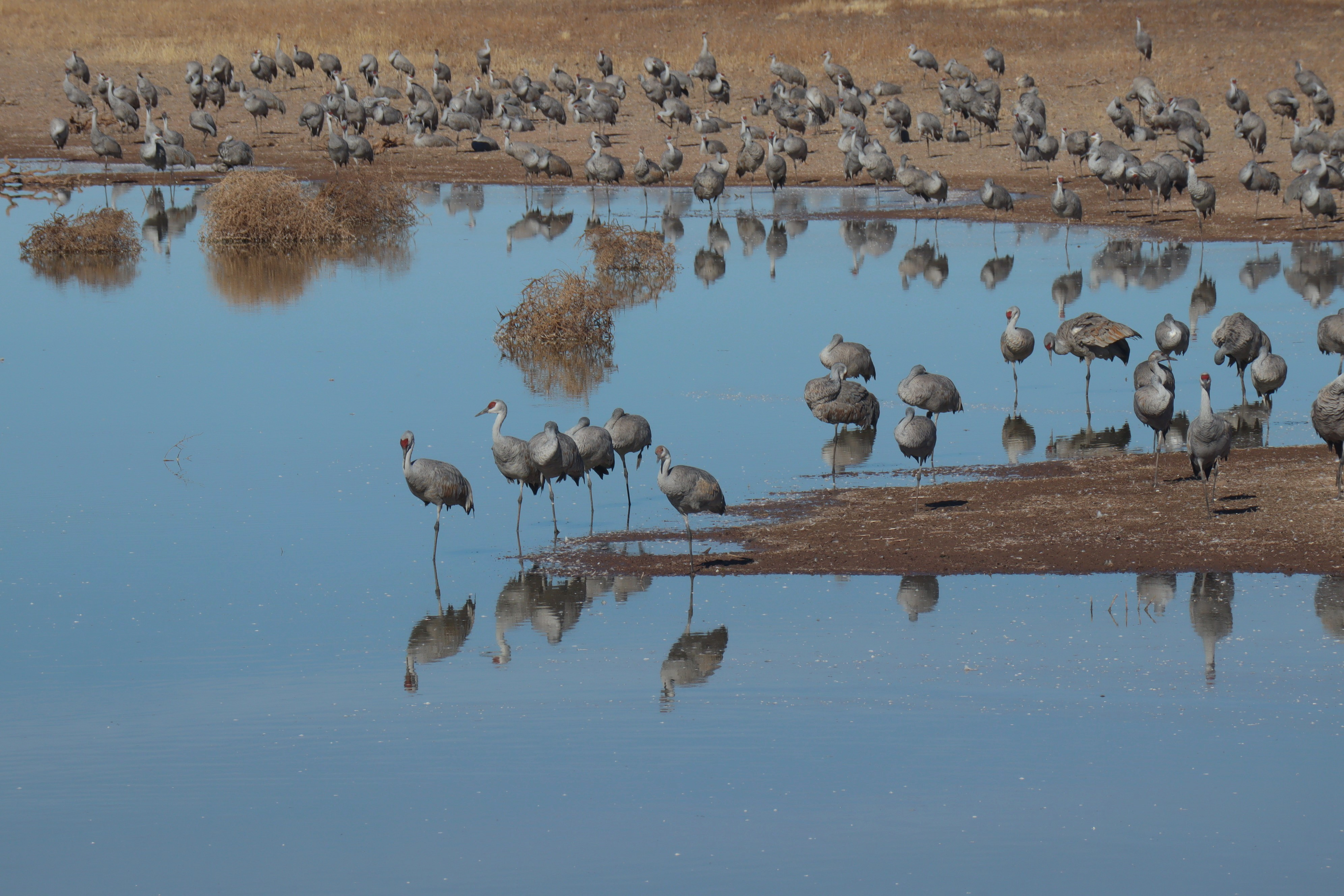 Sandhill cranes in Whitewater Draw in McNeal, AZ. January 18, 2024.