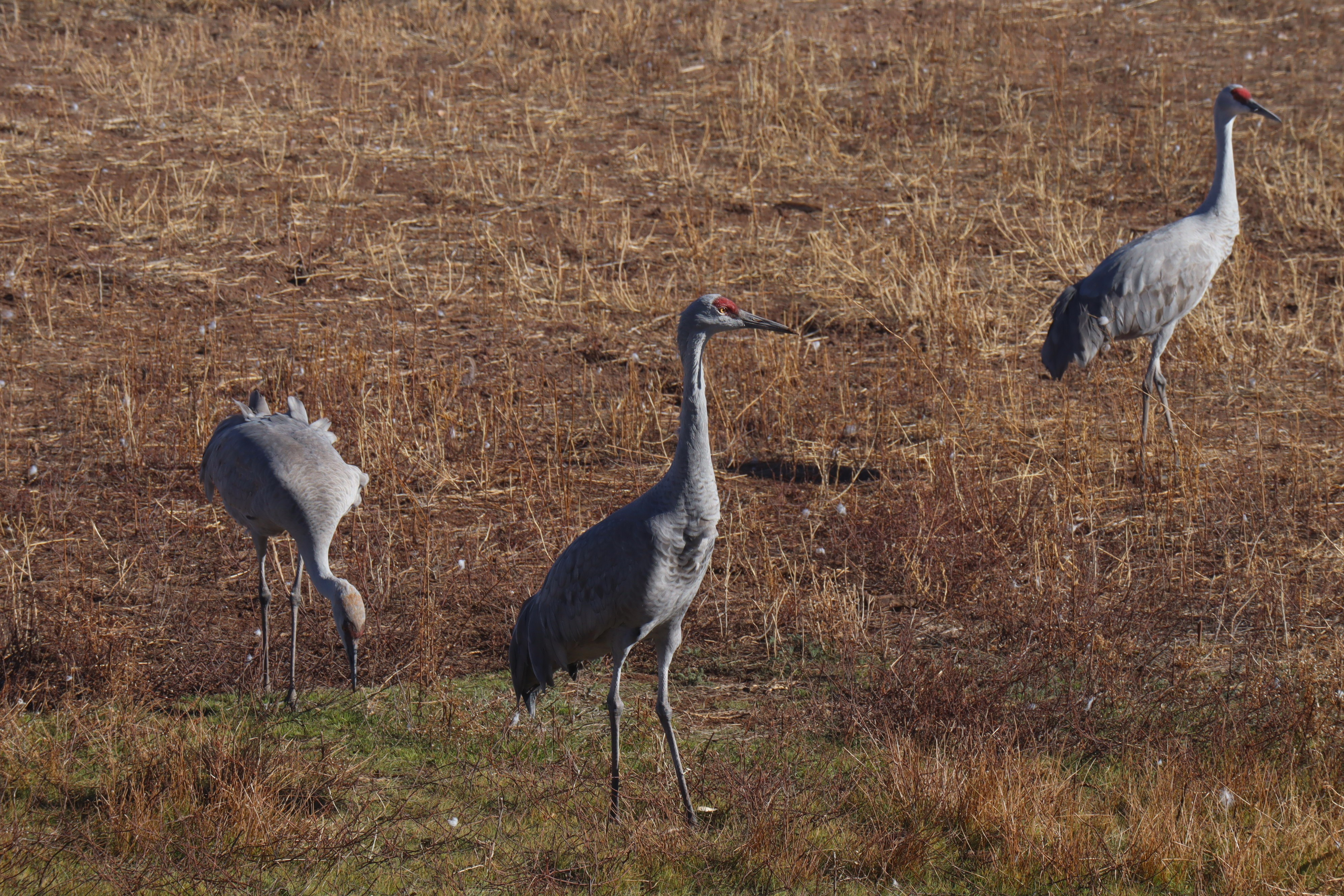 Sandhill cranes 2