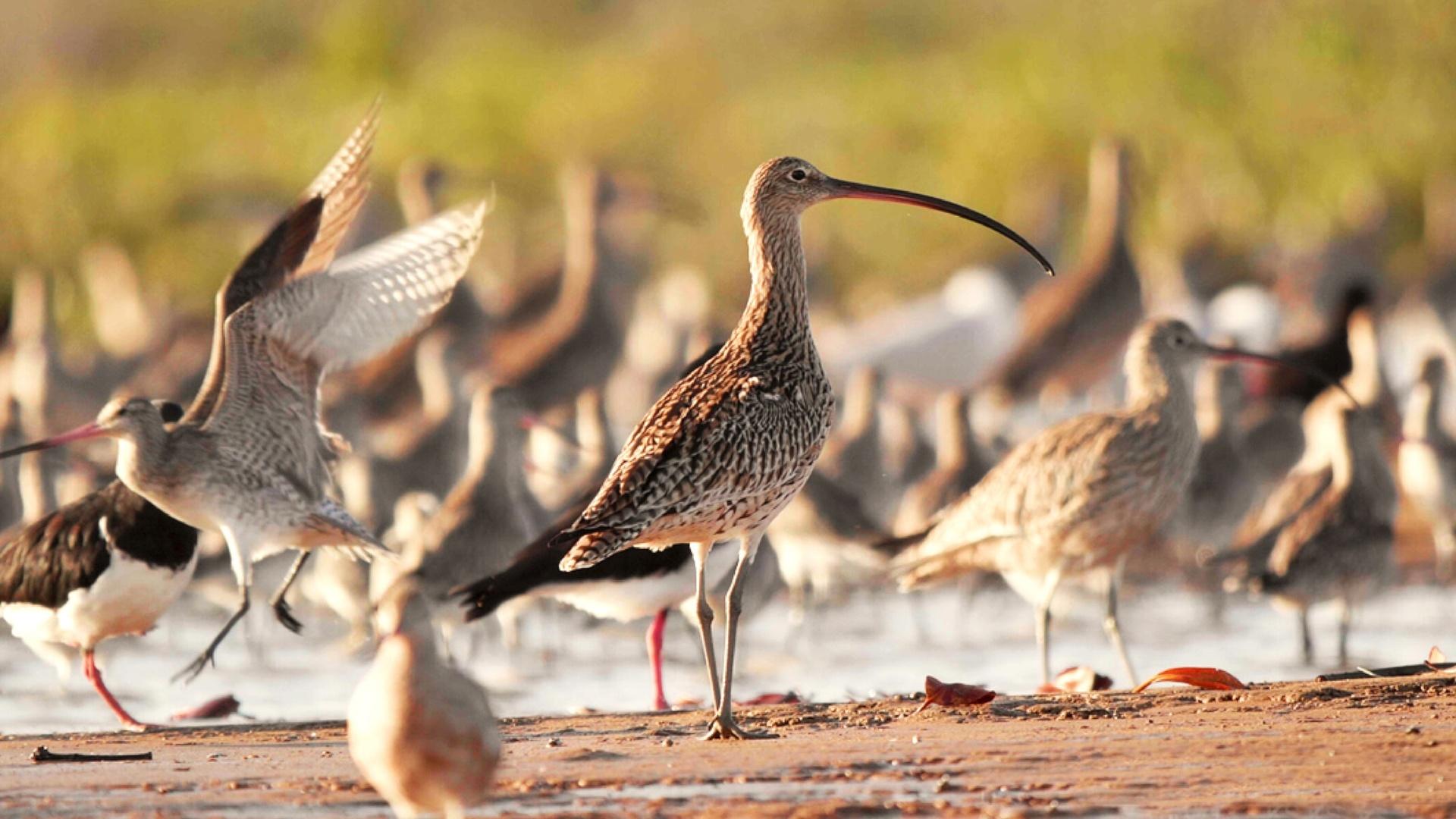 Shorebirds fly thousands of miles each year along ancient and largely unknown migratory routes called Flyways.