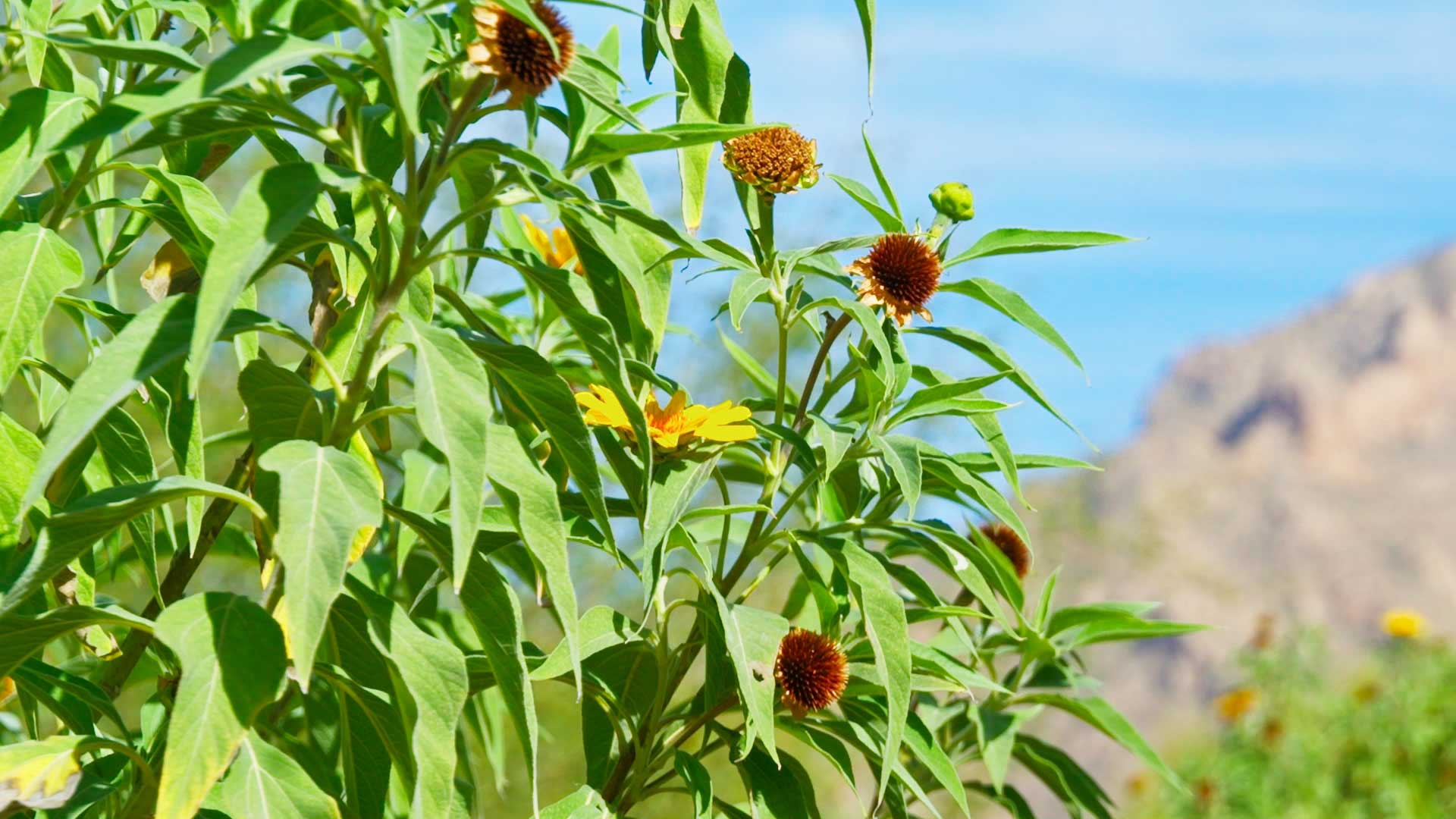 Desert Plants: The Mexican Sunflower Tree