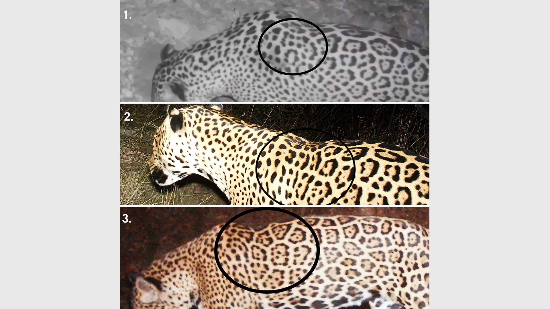 Based on rosette or spot analysis conducted by the Center Biological Diversity, a new jaguar has been detected in southern Arizona. From top to bottom is the new cat, Sombra and El Jefe. 