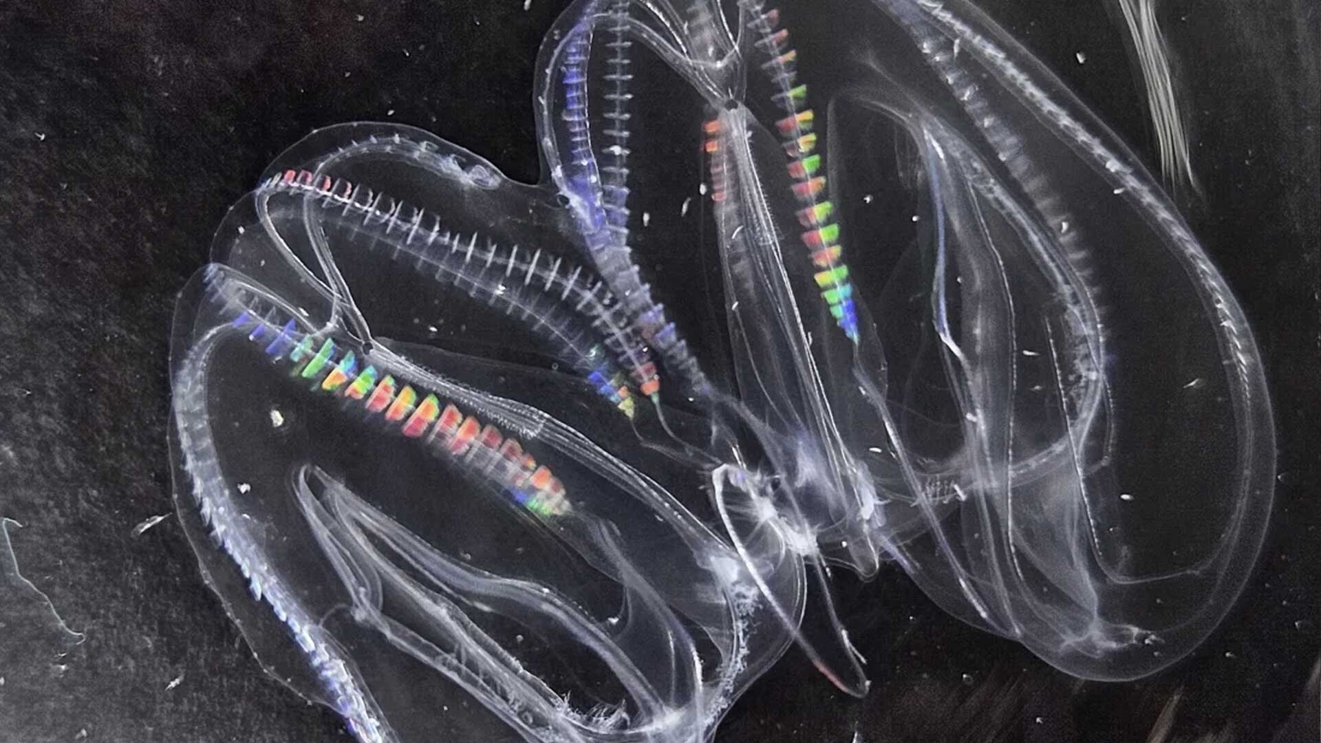 Comb jellies fused together.