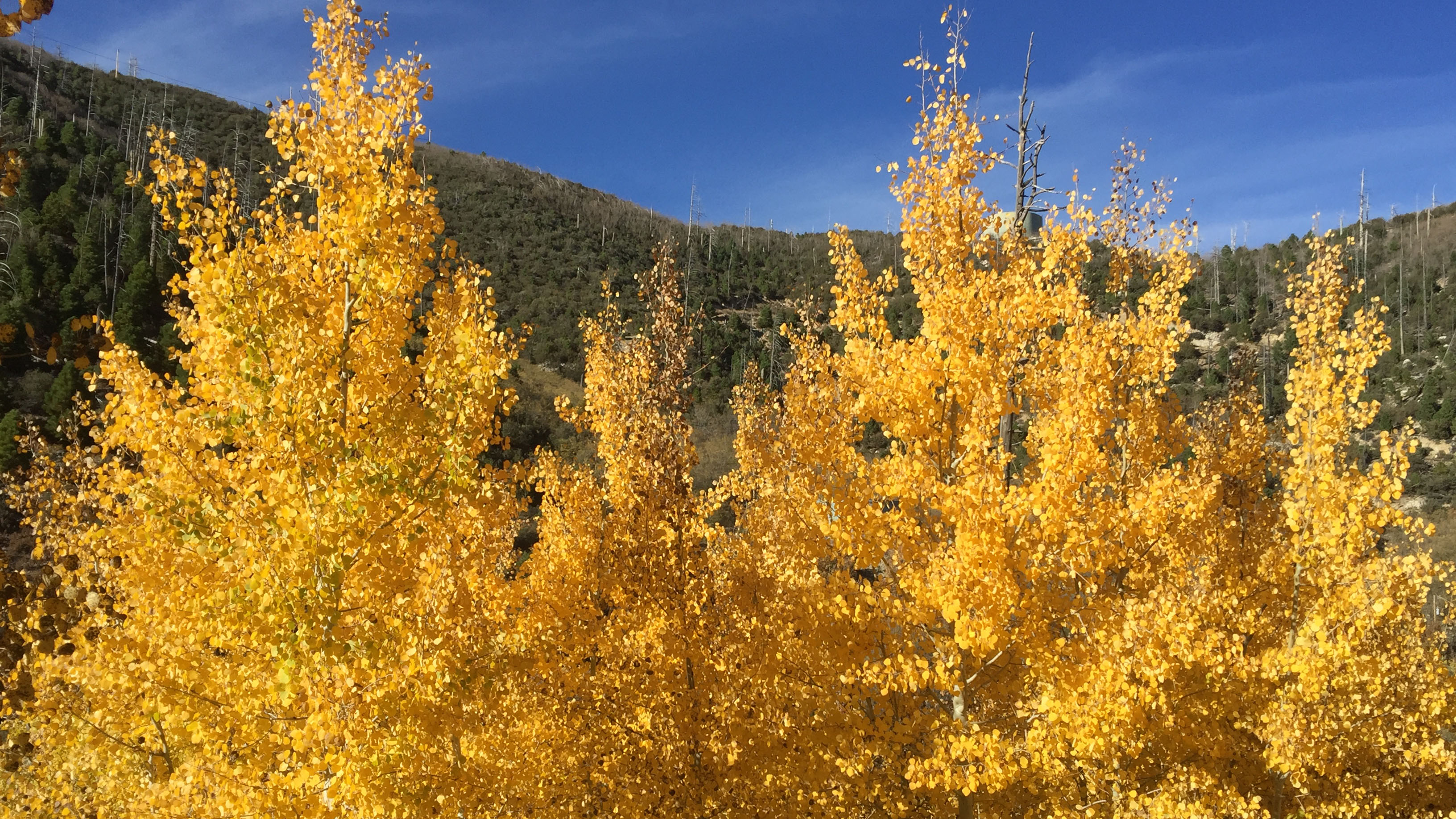 Autumn among the aspens.