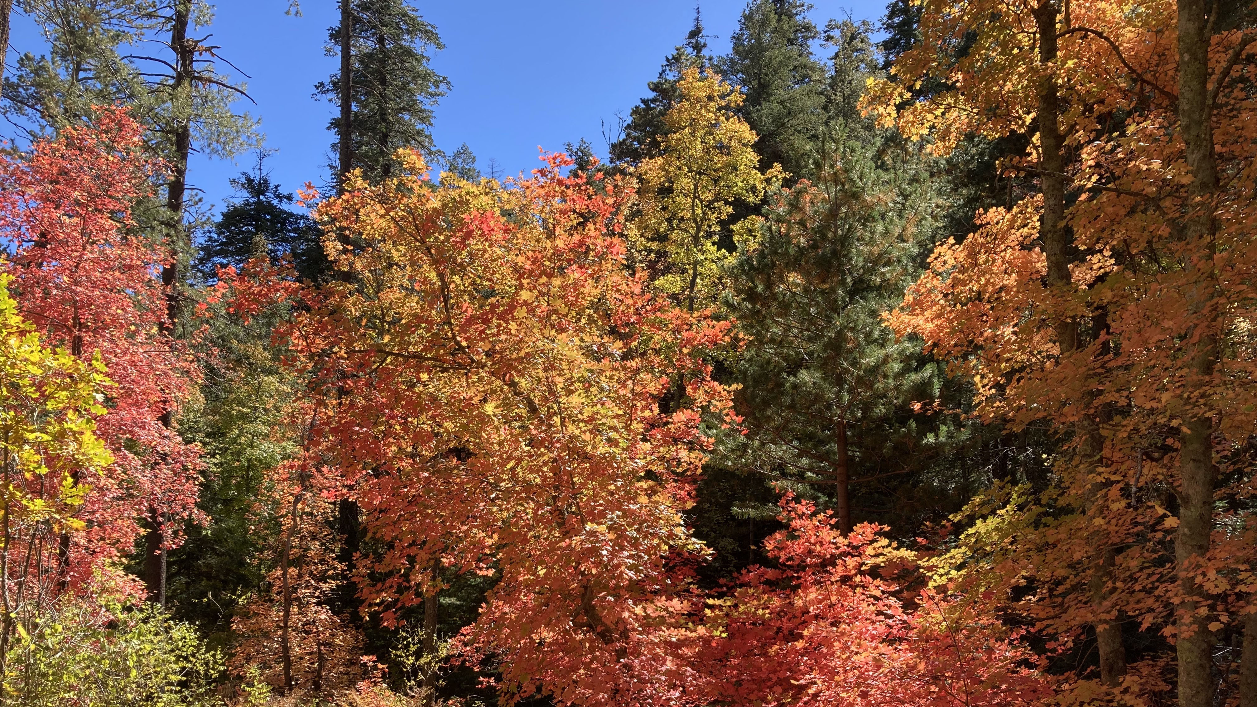 fall trees mt lemmon