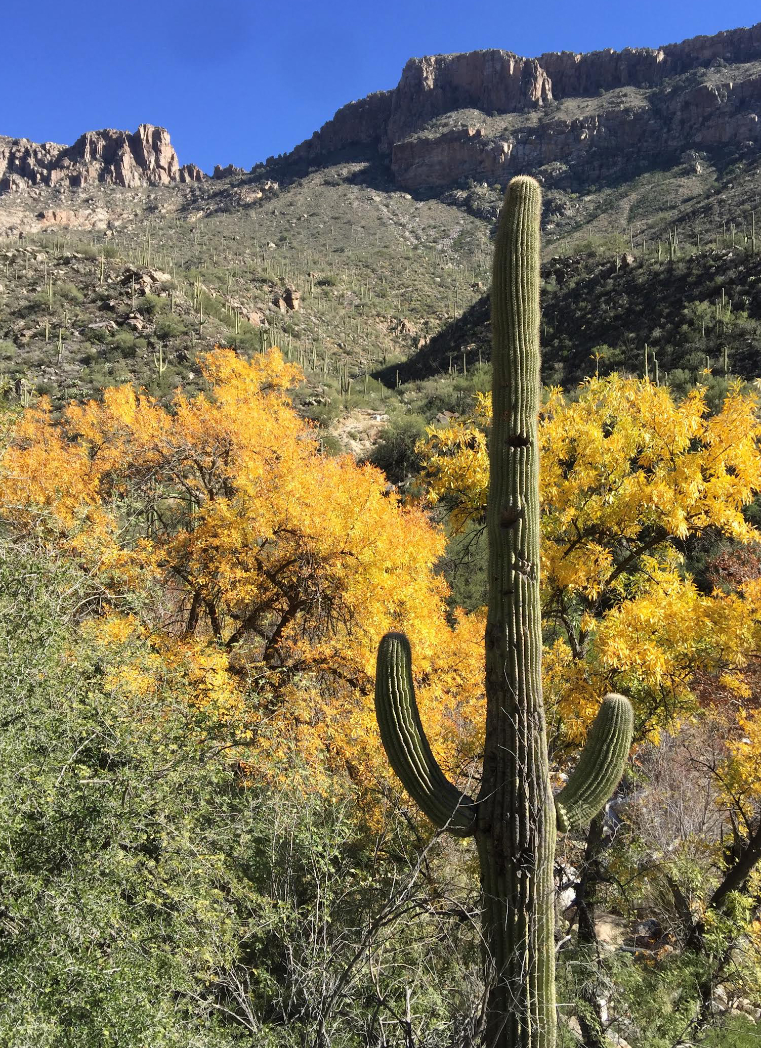 Sabino canyon in fall unsized