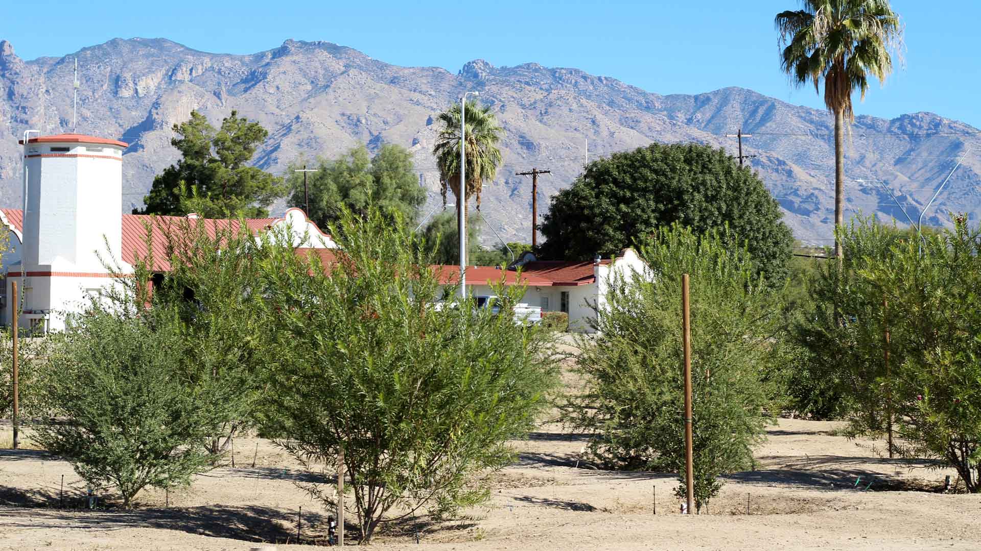 Smart Tree Watering at UA AG Center