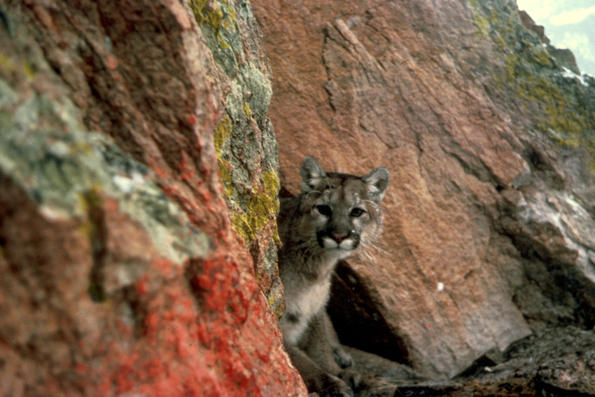 Mountain Lion in AZ cliff