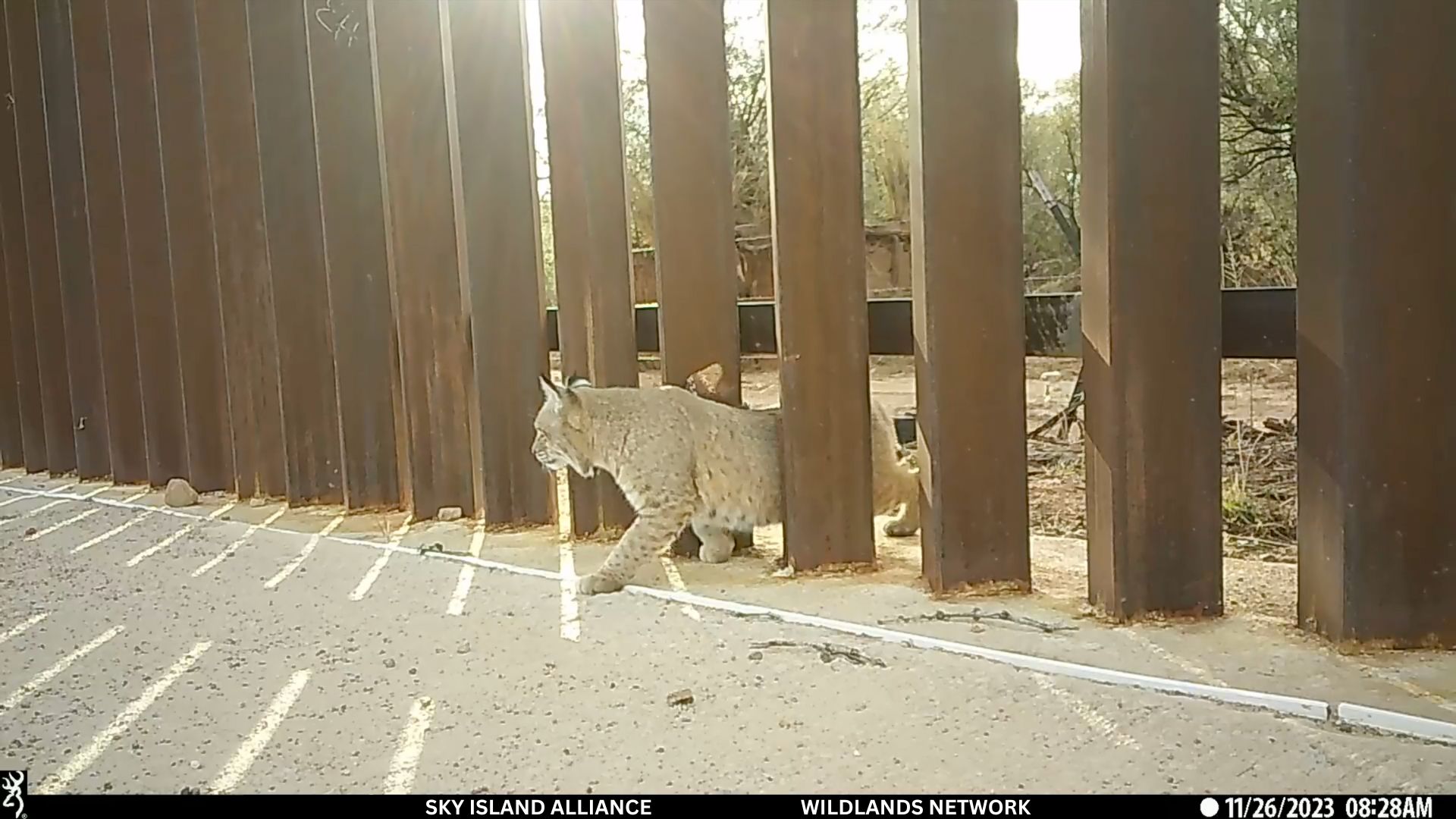 bobcat border wall