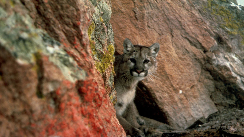 Mountain lions can be cornered by hounds in crags and at the edge of rocky cliffs.