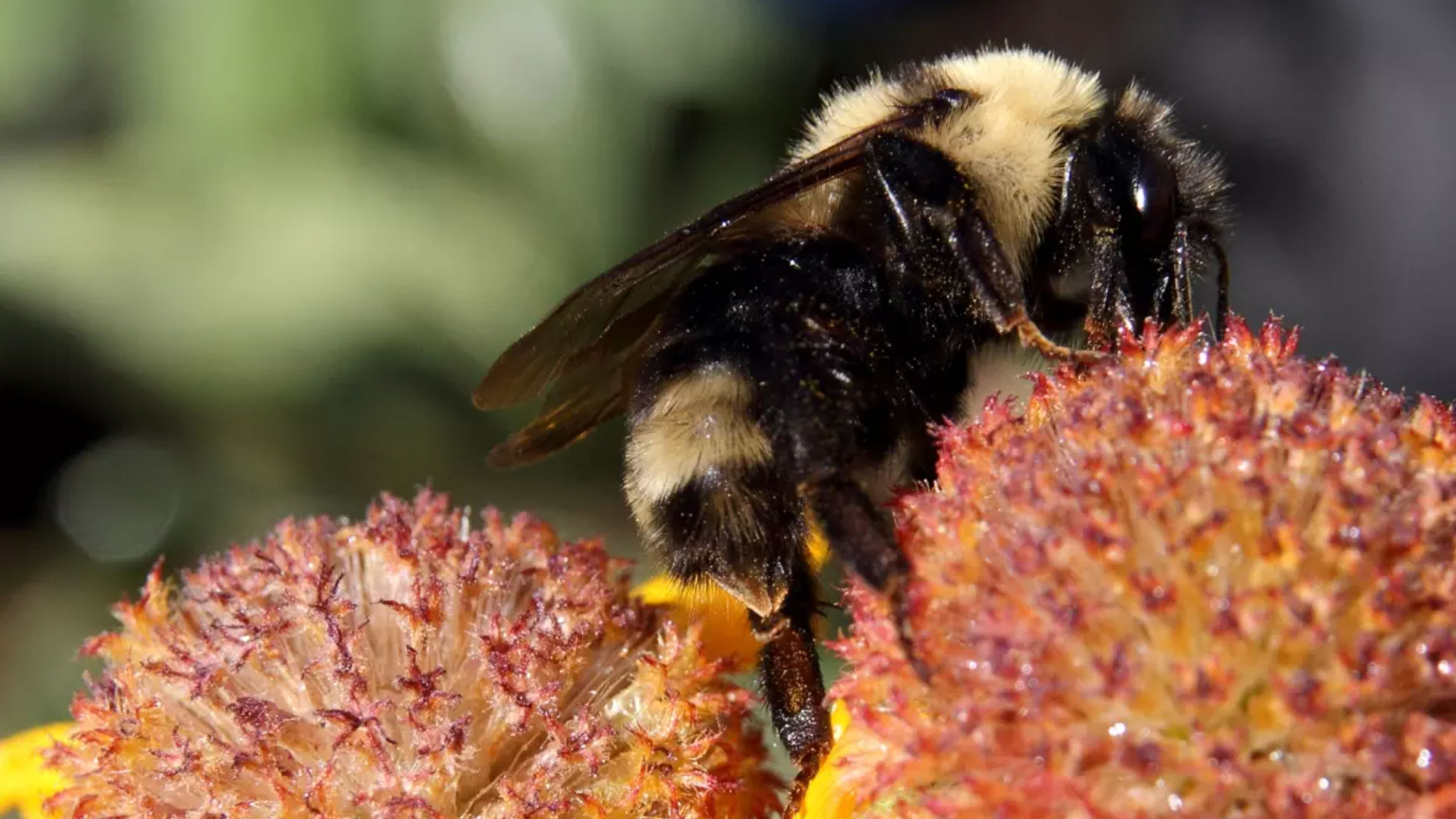 suckley's cuckoo bumble bee