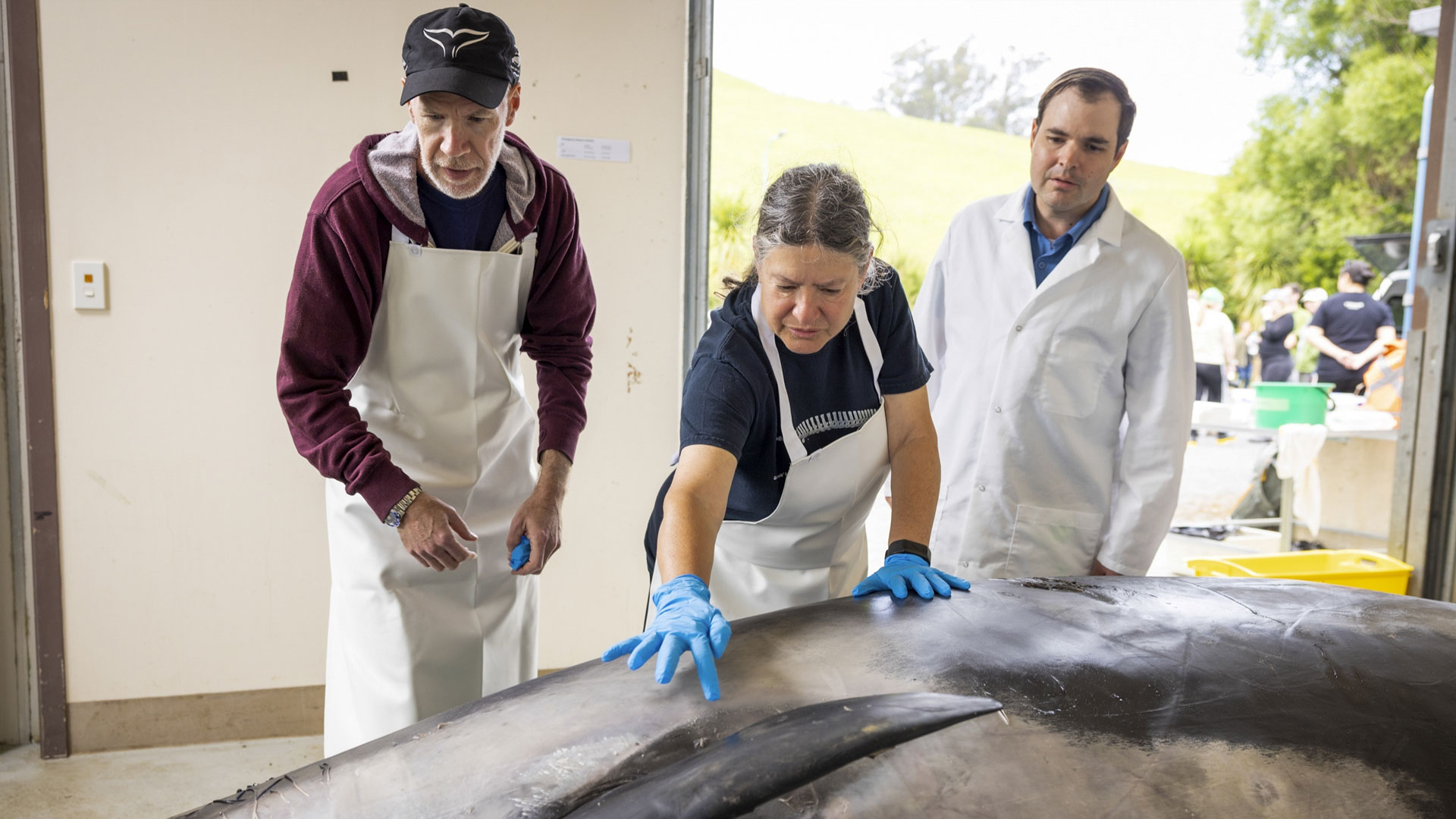 International scientists, Alexander Werth, from left, professor Joy Reidenberg and Michael Denk study a male spade-toothed whale ahead of a dissection at Invermay Agricultural Centre, Mosgiel, near Dunedin, New Zealand, Monday, Dec. 2, 2024.