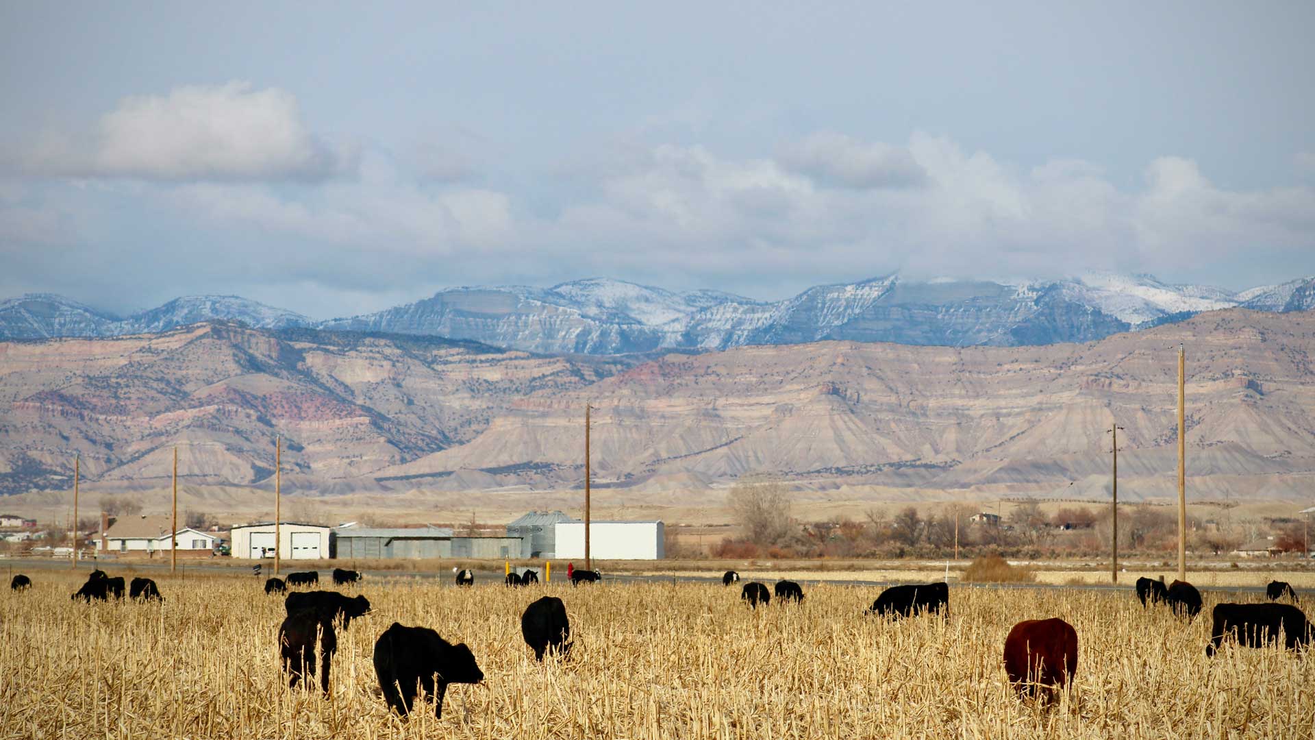 Colorado cows