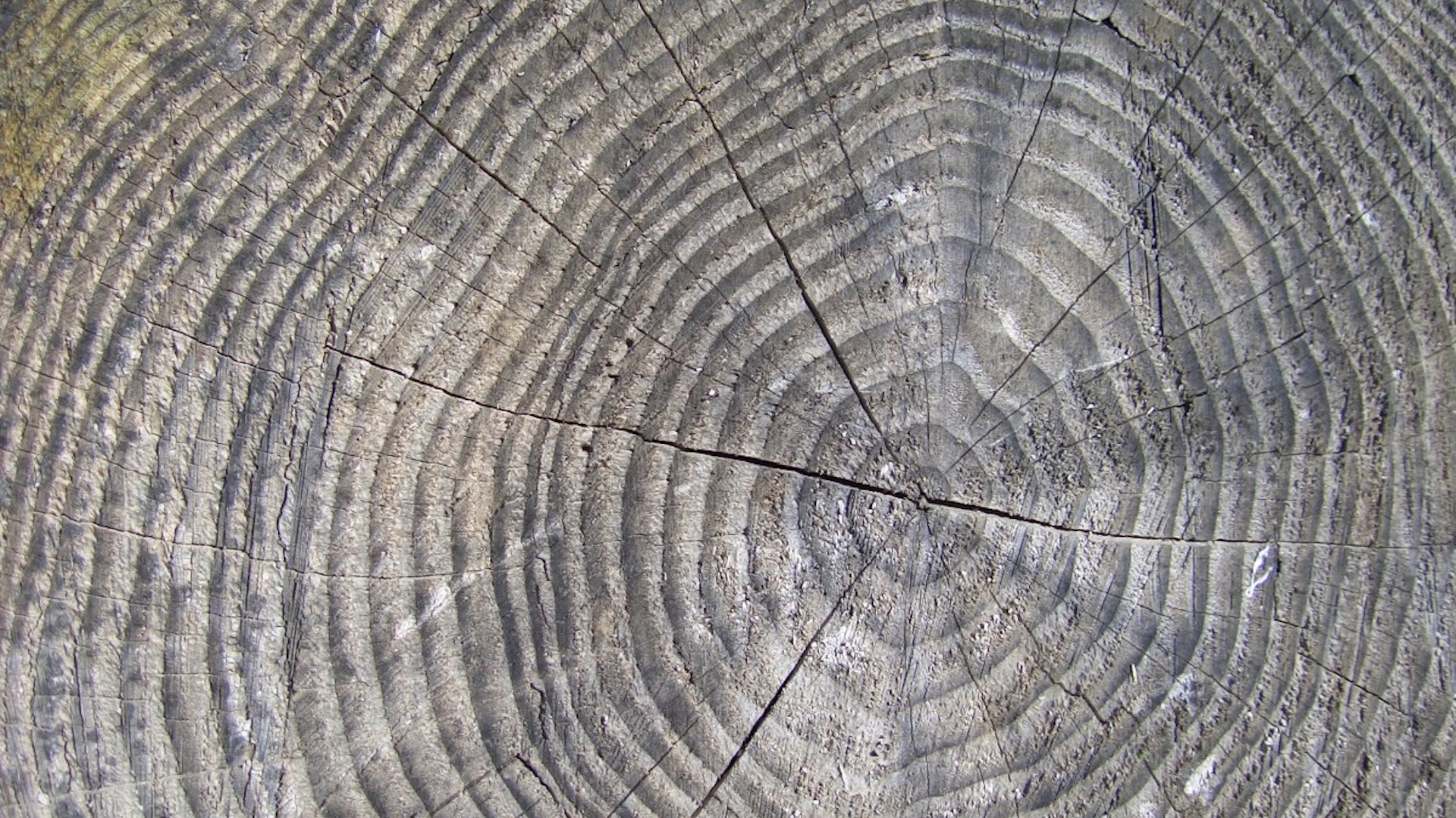 Finding twists in tree ring research.