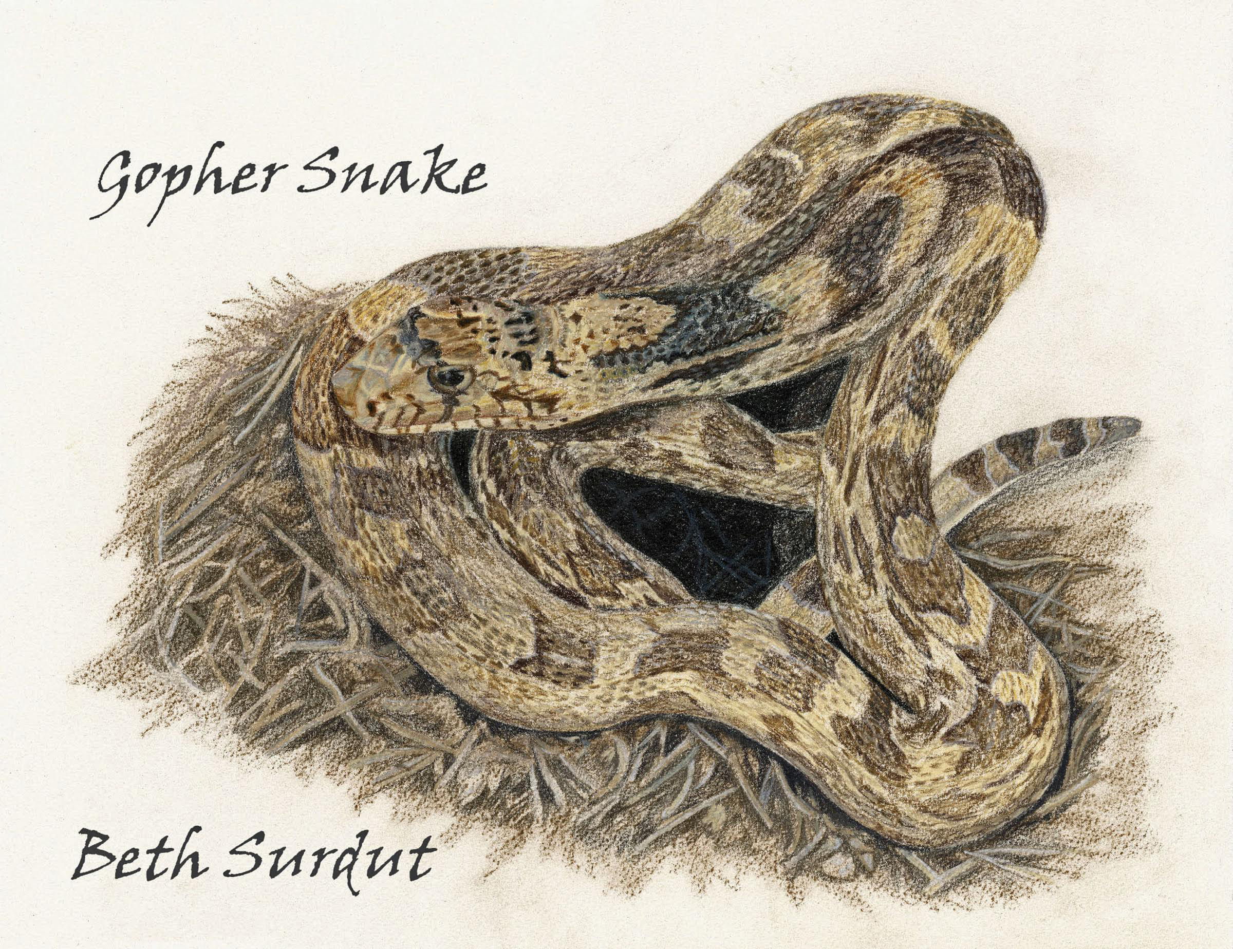 beth surdut snake drawing unsized image