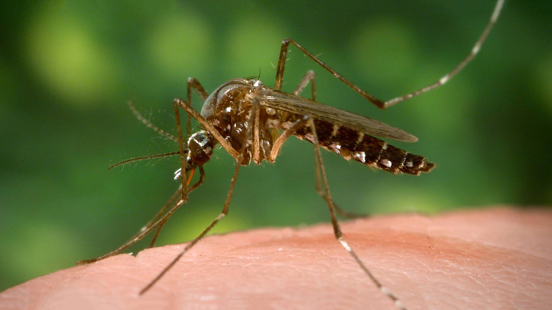 Mosquitoes are historically among the worst carriers of infectious disease globally.
