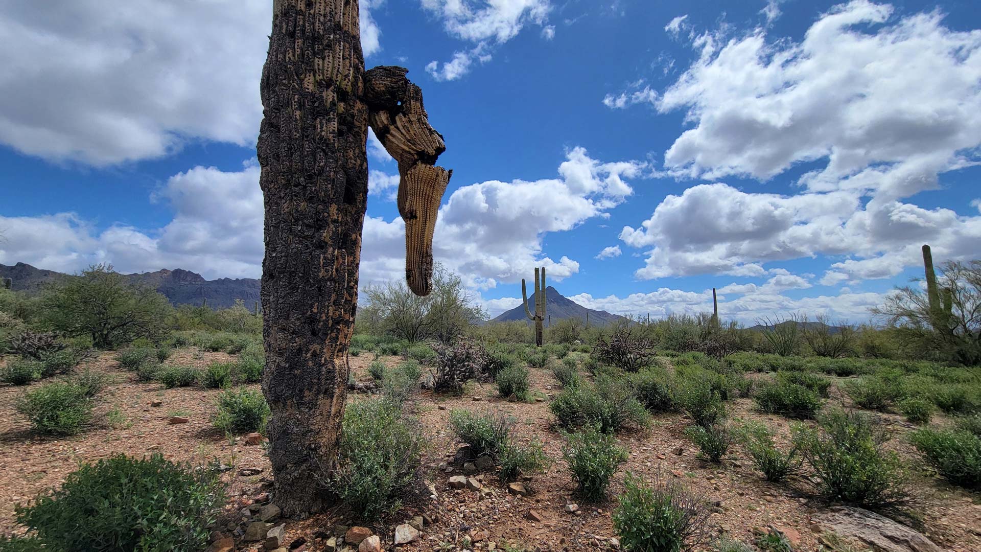Saguaro cactus dying