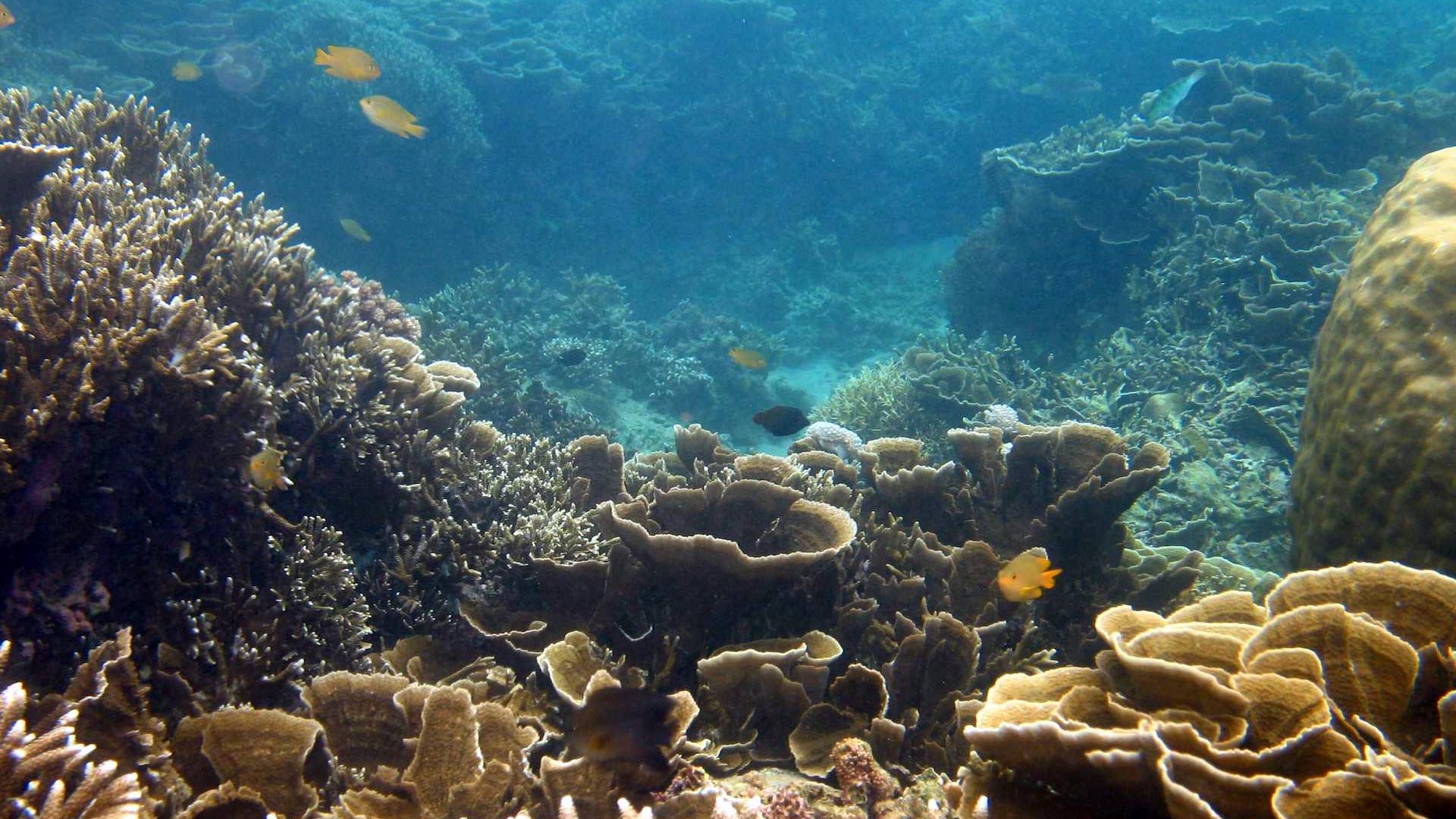 Investigating coral reefs for signs of climate change