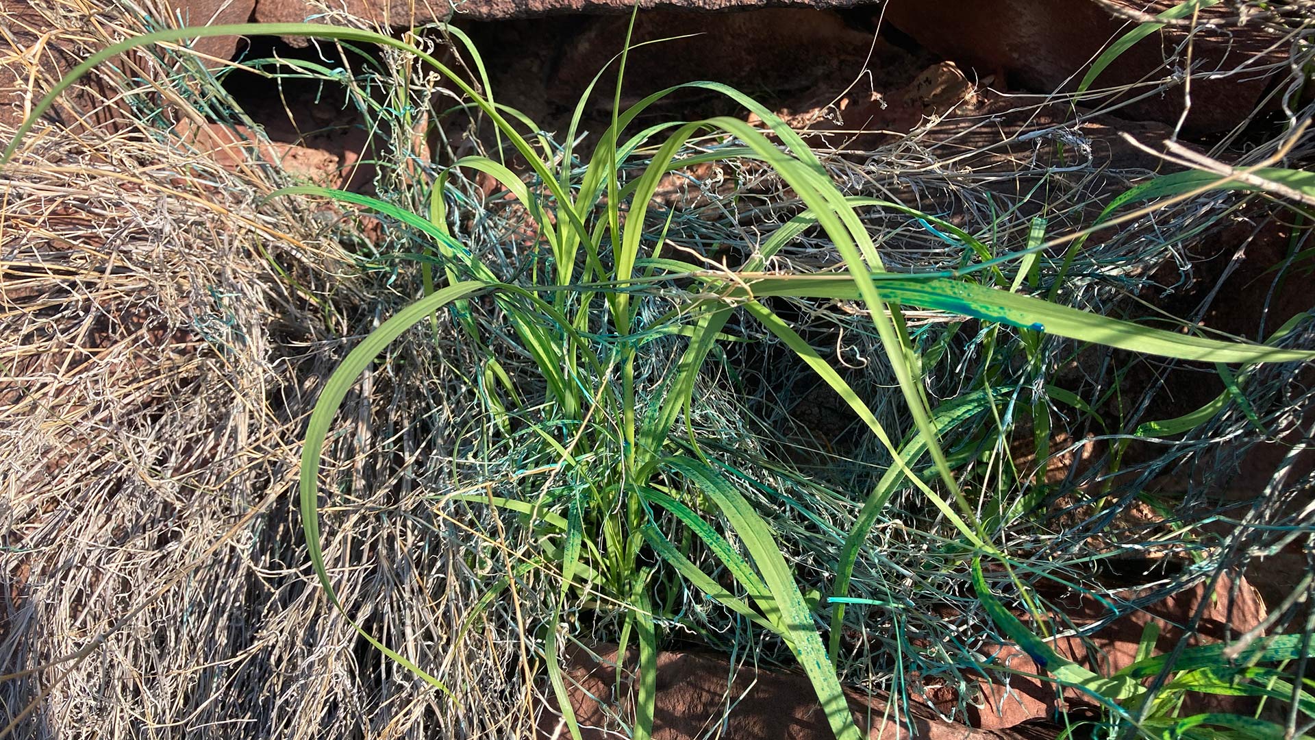 Blue Buffelgrass 2021 SNP 