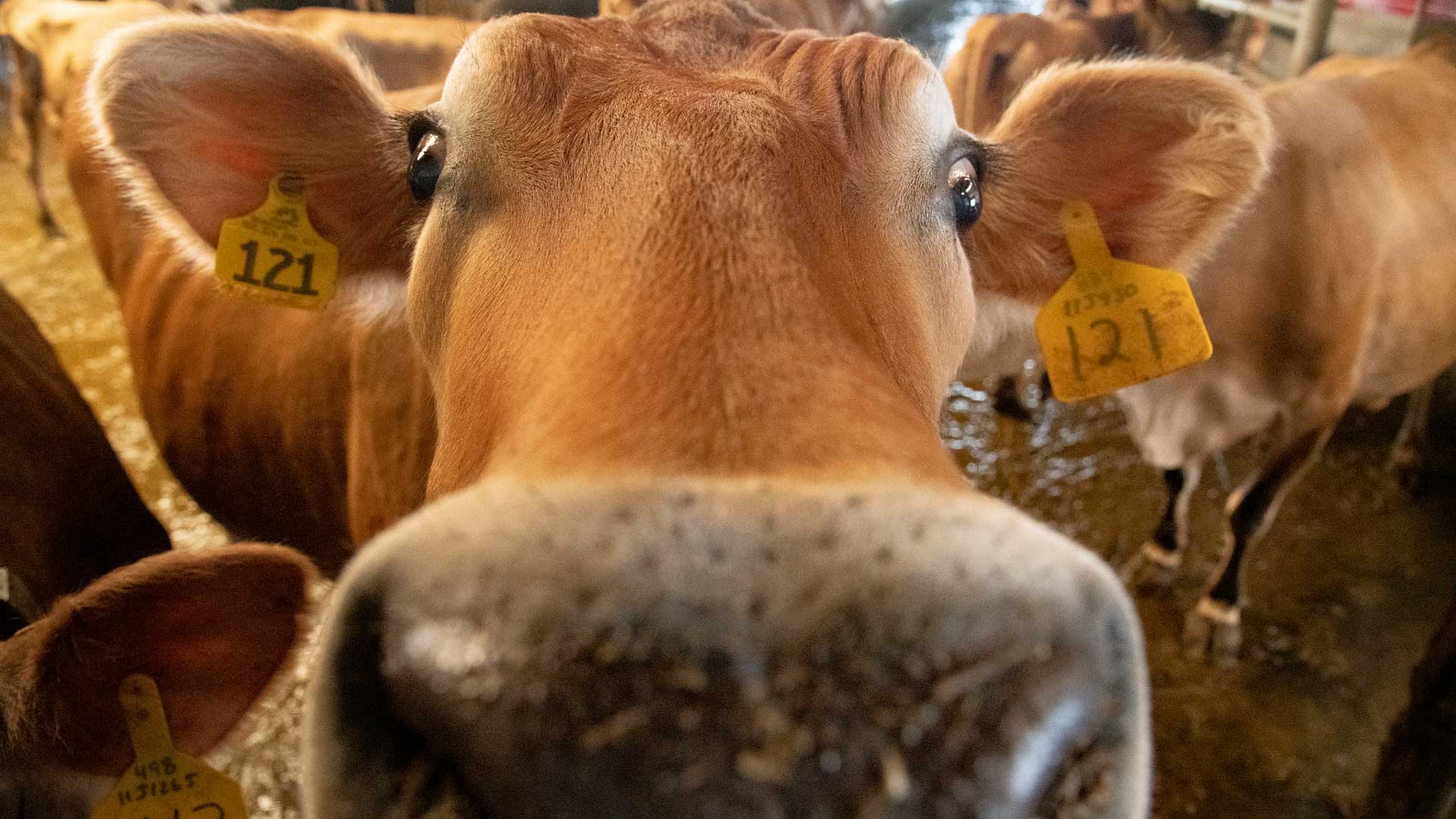 Jersey dairy cows pictured in a milking parlor. 