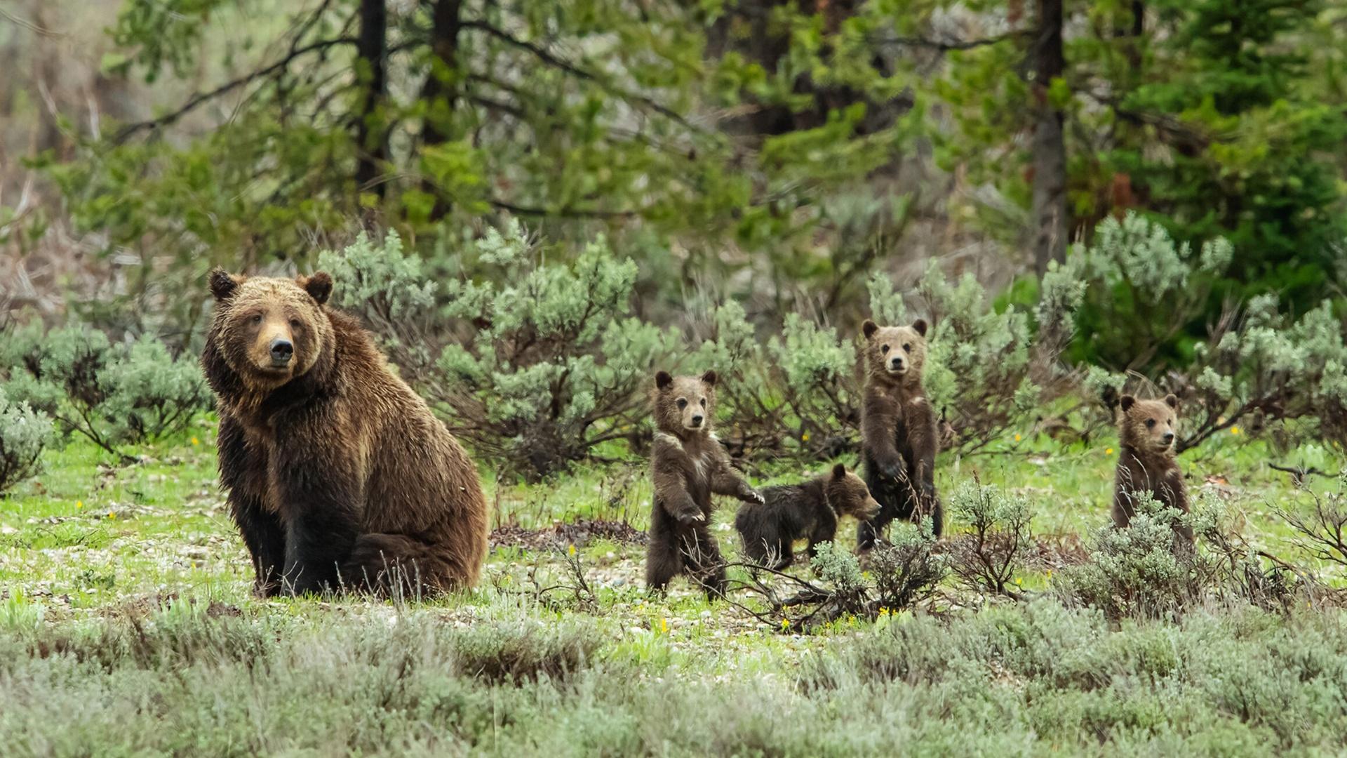 The new NATURE special, Grizzly 399: Queen of the Tetons features the most famous bear in Grand Teton National Park.