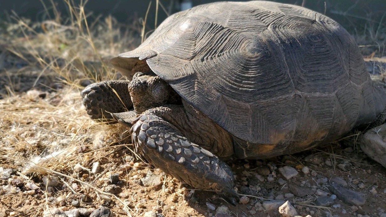 Desert Tortoise Wildlife Crossing 2