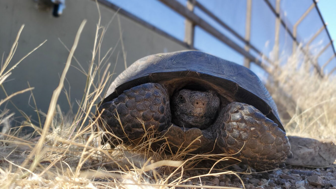 This desert tortoise was observed at the wildlife crossing bridge over Oracle Road in the fall of 2023.  