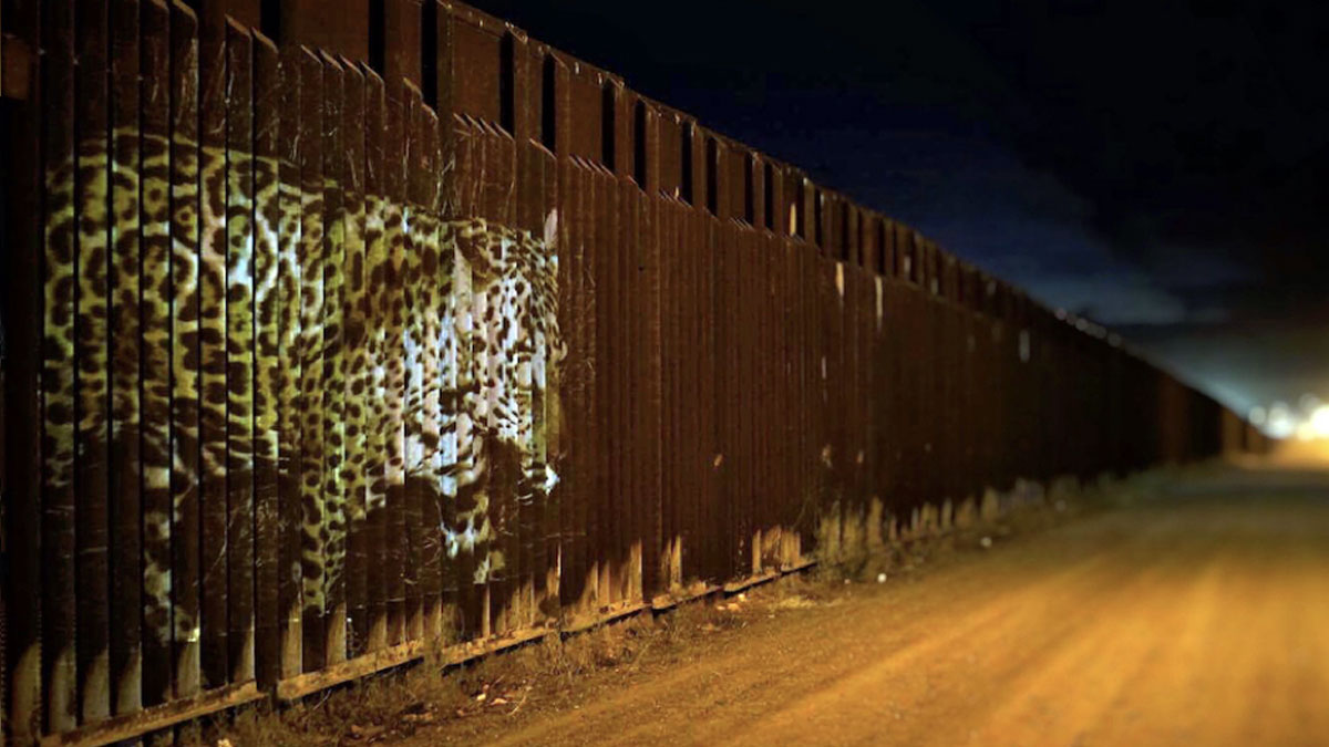 A jaguar projected on the border wall is part of a dynamic wildlife-themed installation by Lauren Strohacker.