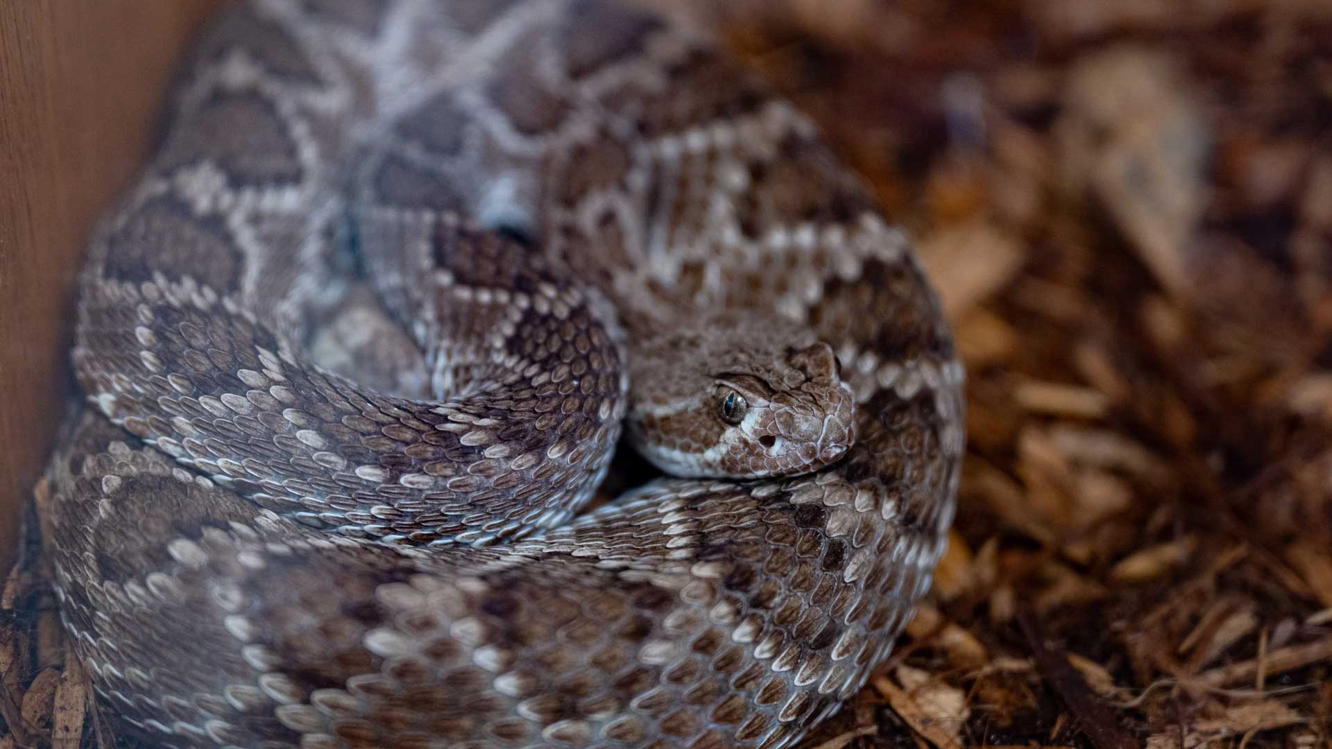 A Mojave rattlesnake under the care of the Phoenix Herpetological Society at the Florence Ely Nelson Desert Park in Scottsdale, Arizona.
