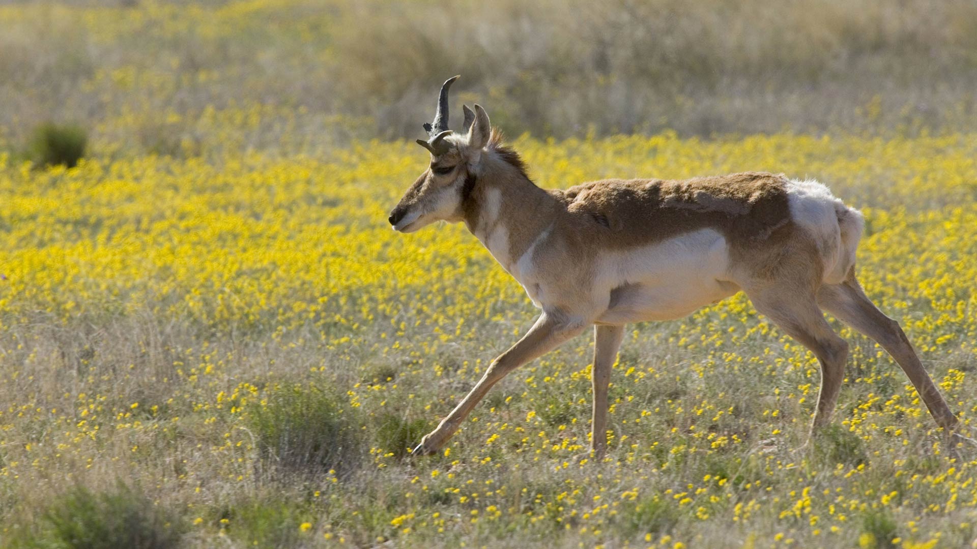 A sonoran pronghorn in a field in Southern Arizona.