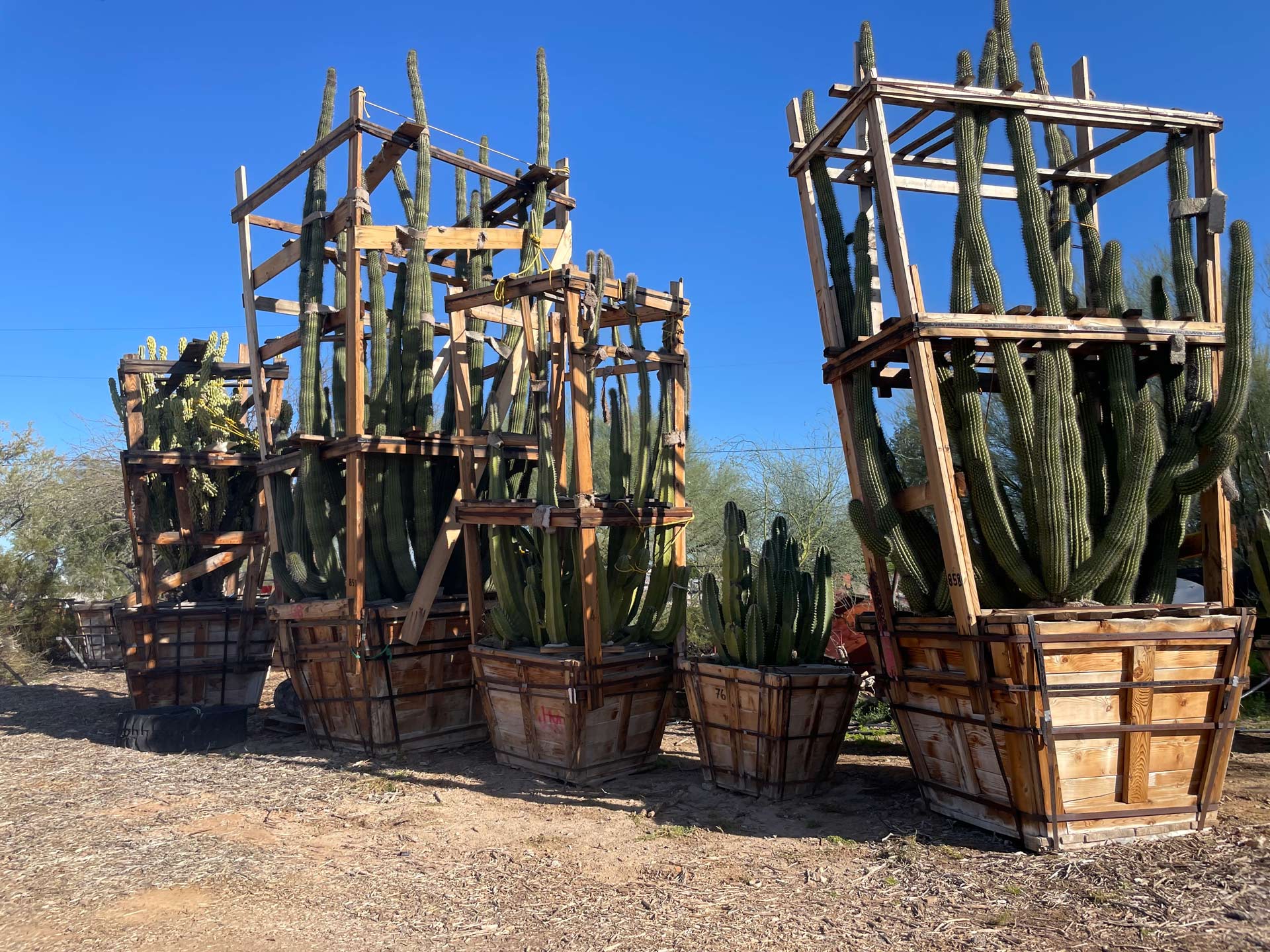 Organ Pipe cactuses at Native Resources