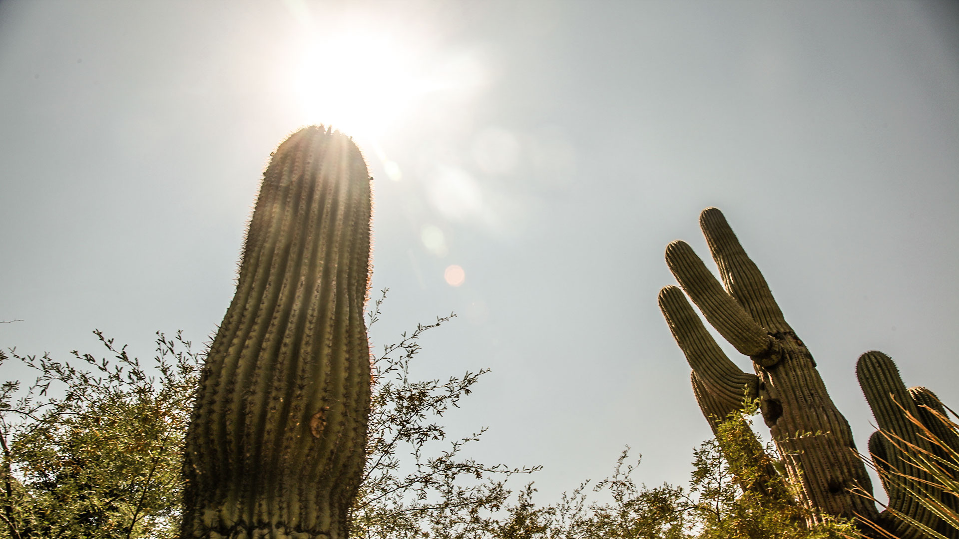 Saguaro cactus amid mid-afternoon sun.