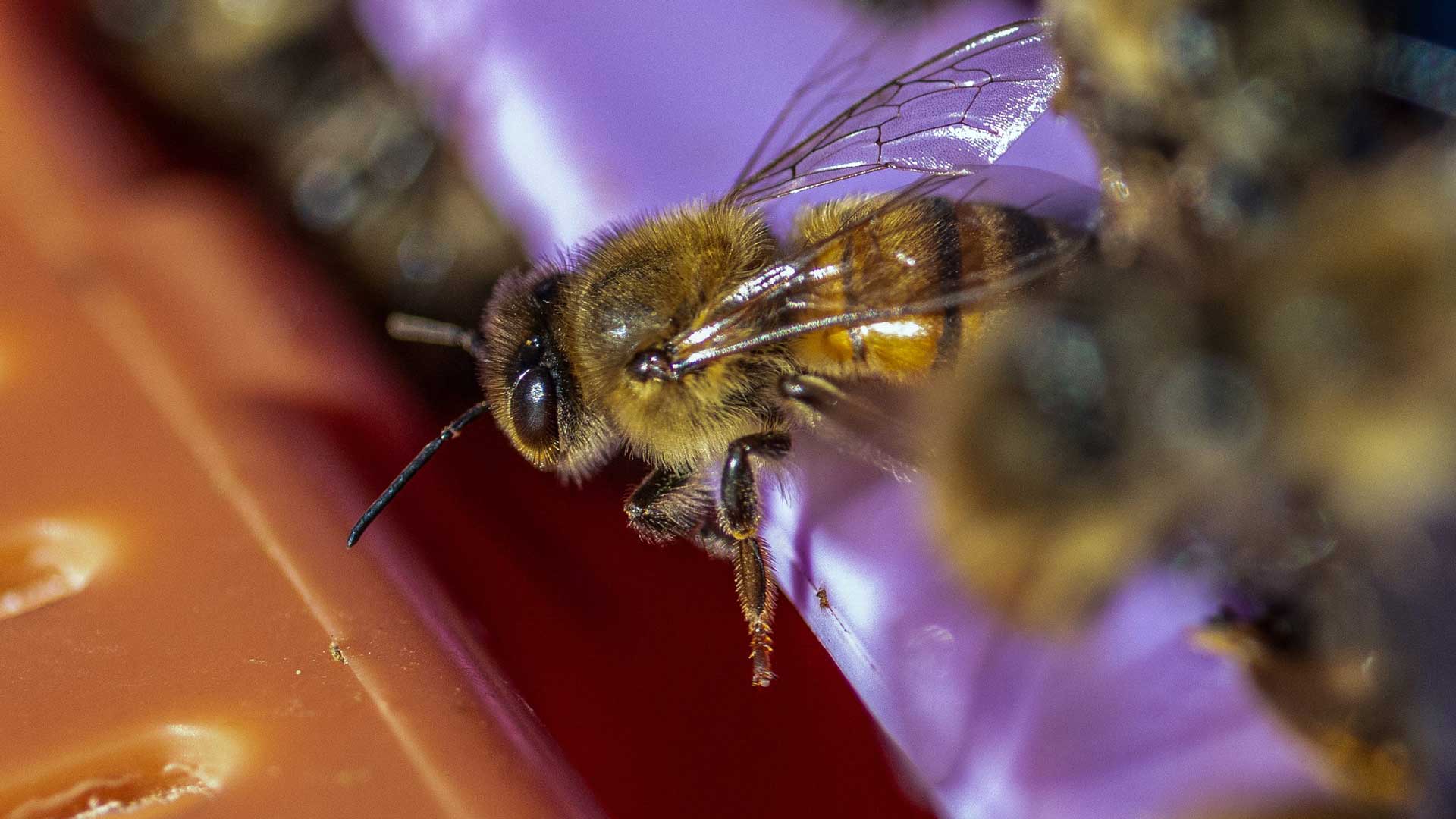 A bee emerges from its hive. All worker bees in a hive are female, and they do most of the work, including collecting nectar, pollen, and making honey. Photo taken in Waddell on Feb. 21, 2024. 