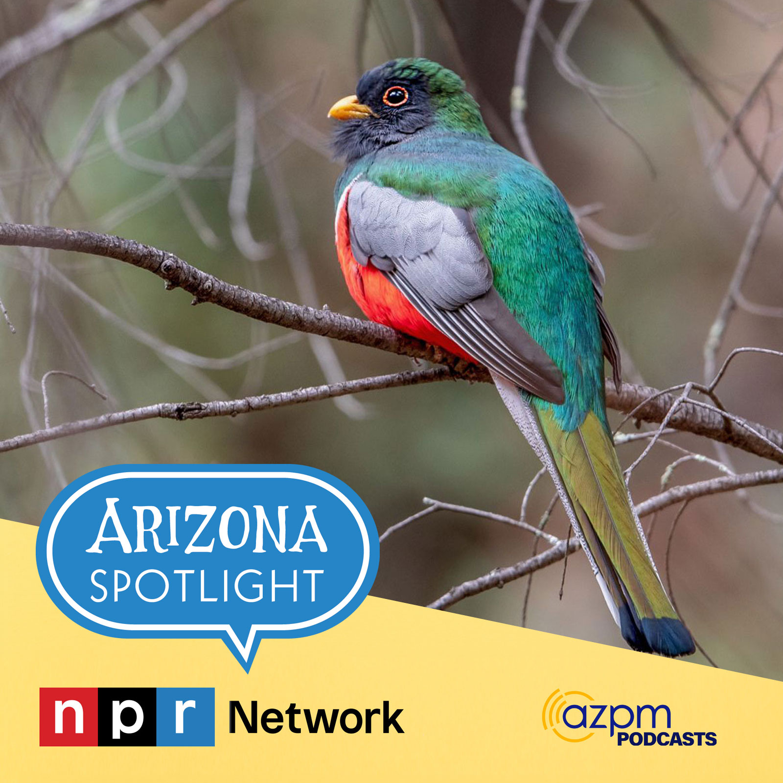 Celebrating one of the Sonoran Desert's most popular visitors: the elegant trogon