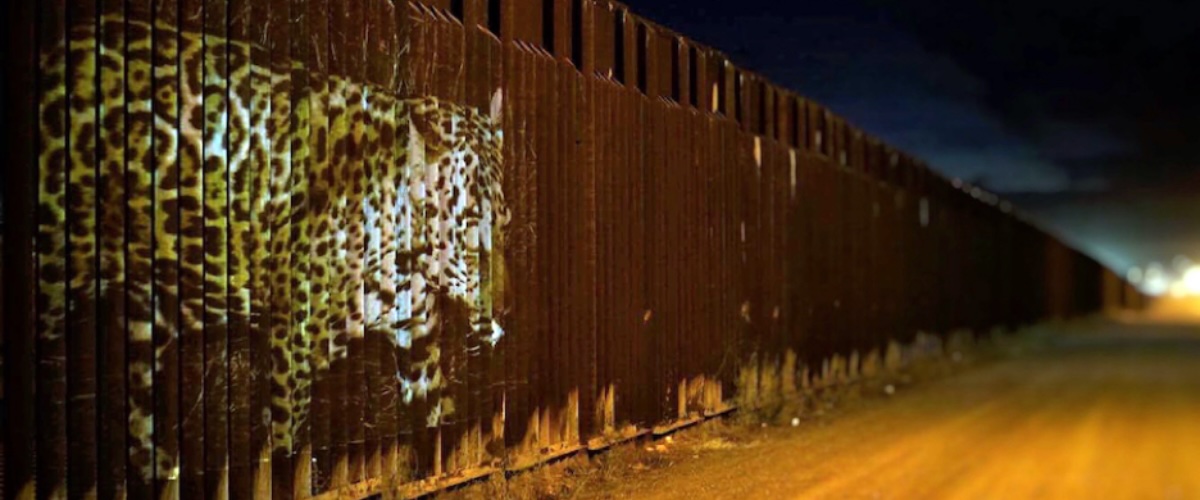 To celebrate the discovery of a new jaguar roaming the Arizona borderlands, conservationists will host a public discussion in Nogales on Saturday followed by a procession to the border wall to view a wildlife-themed art installation on the wall itself.