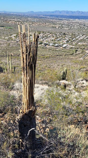 Saguaro ribs desertscape