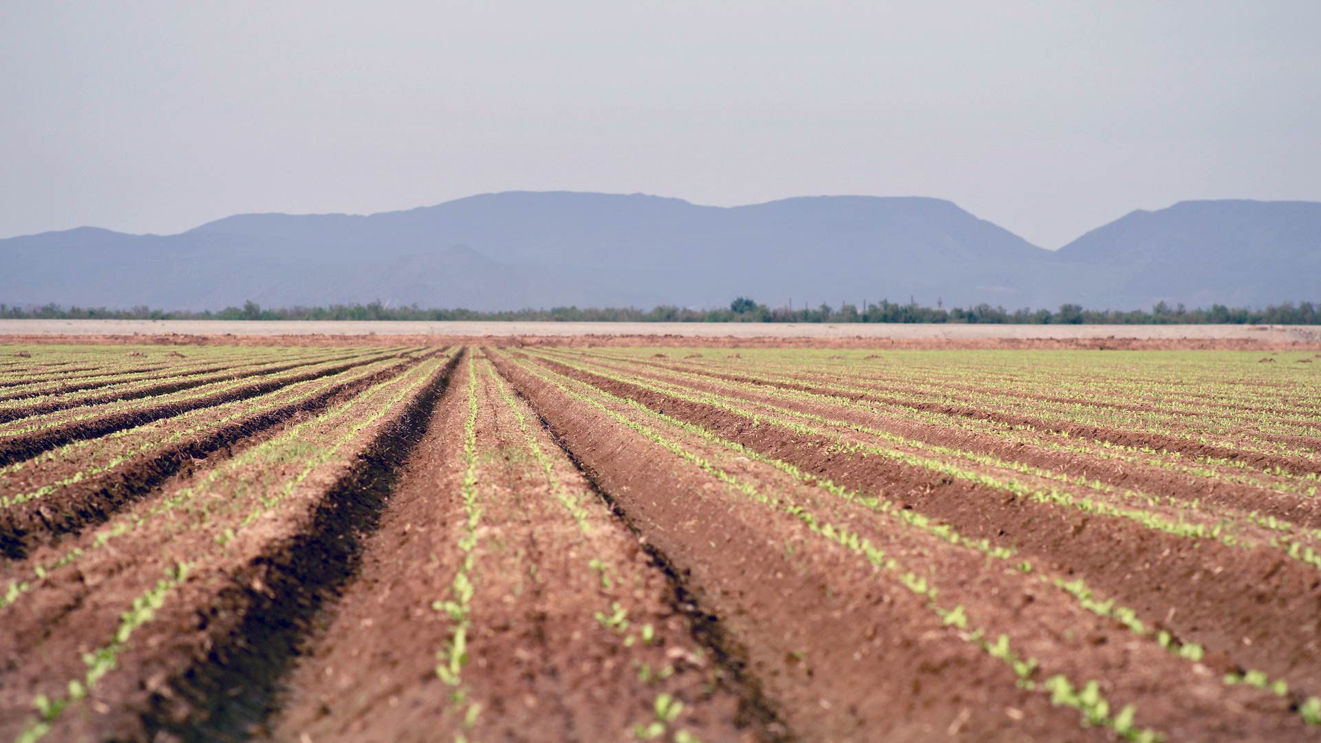 Romaine lettuce grows in neat rows on a farm in Yuma, Arizona. About 80% of the nation's wintertime vegetables come from the area.