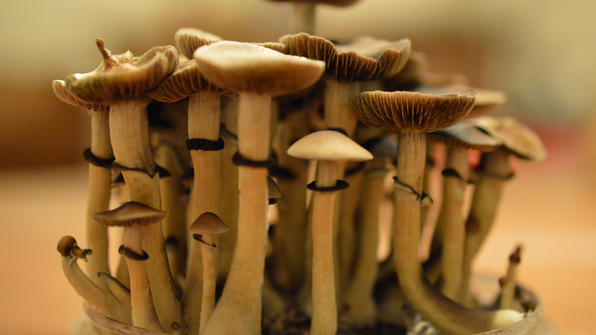 Psilocybin-containing mushrooms. Use of the psychoactive drug is growing in popularity in the U.S.