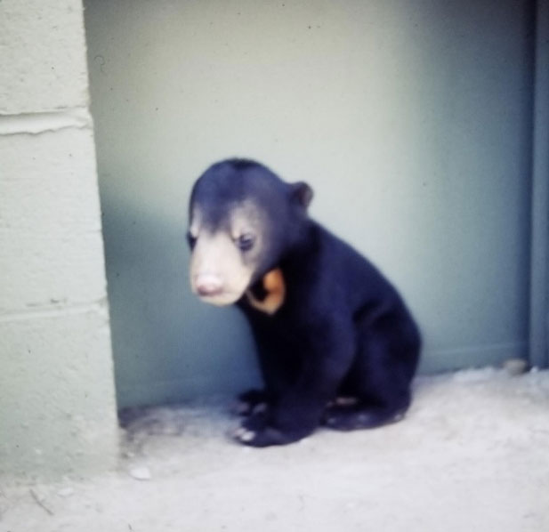 Baby Bear 1975