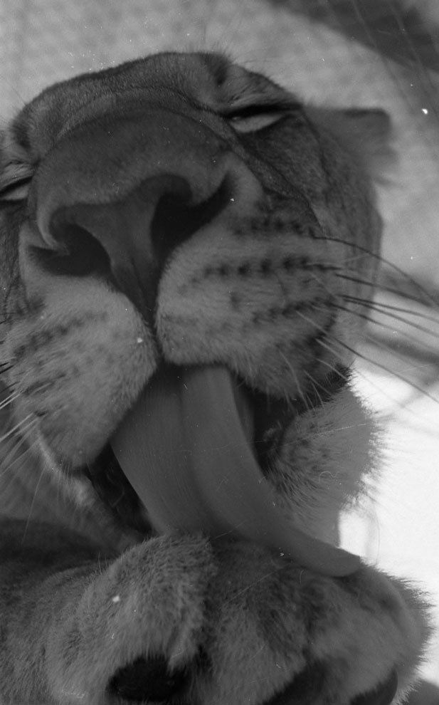 Lioness 1968 Reid Park Zoo