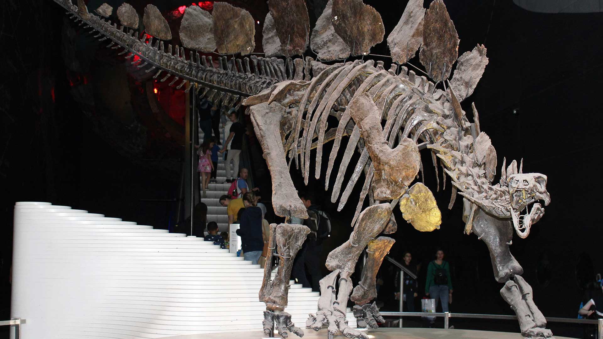 “Sophie” the Stegosaurus has been on display at the London Natural History Museum since late 2014.