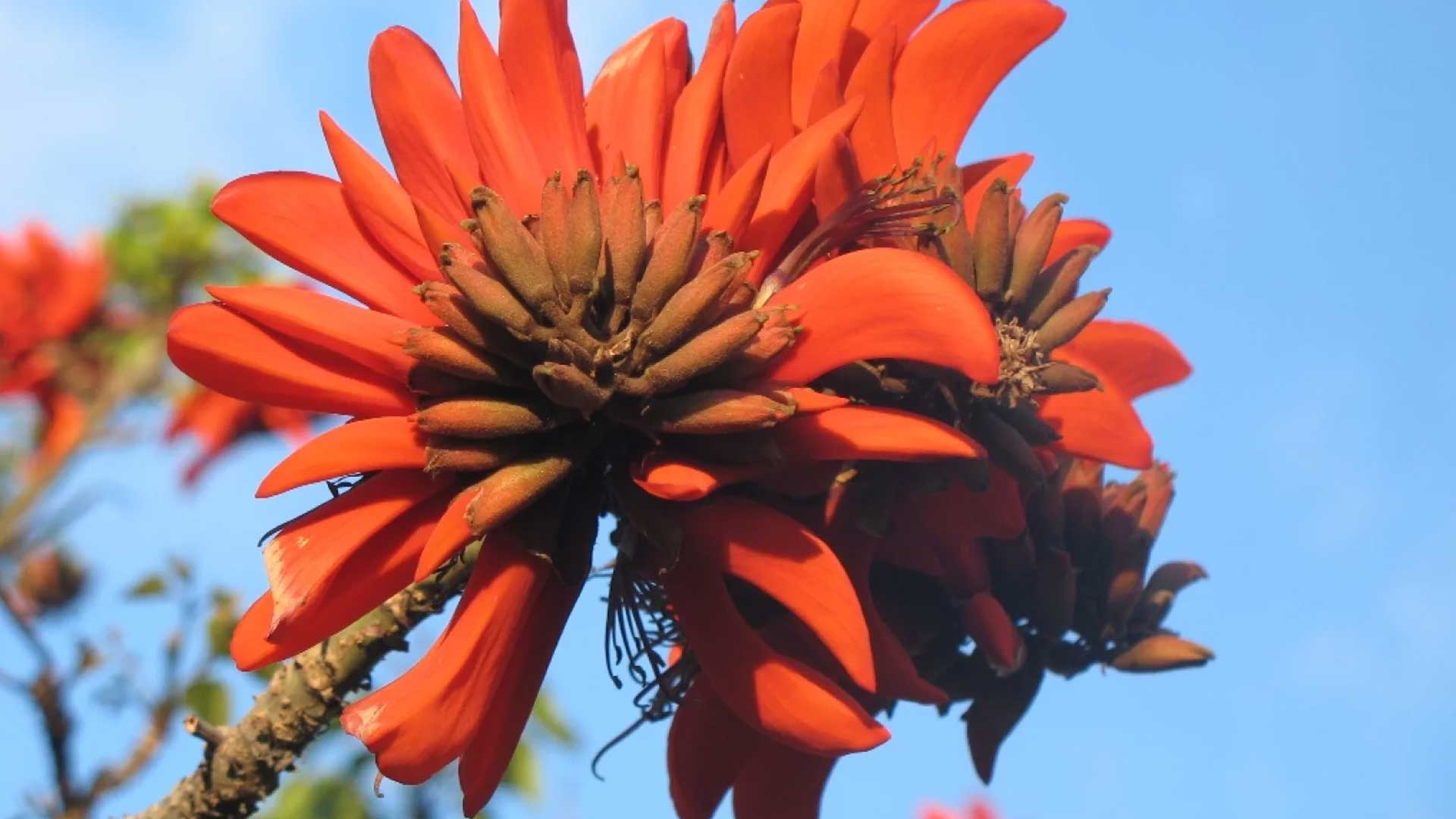 Some researchers say the African coral tree has a racial slur embedded in its name. This month, scientists at an international meeting voted to have that epithet removed.