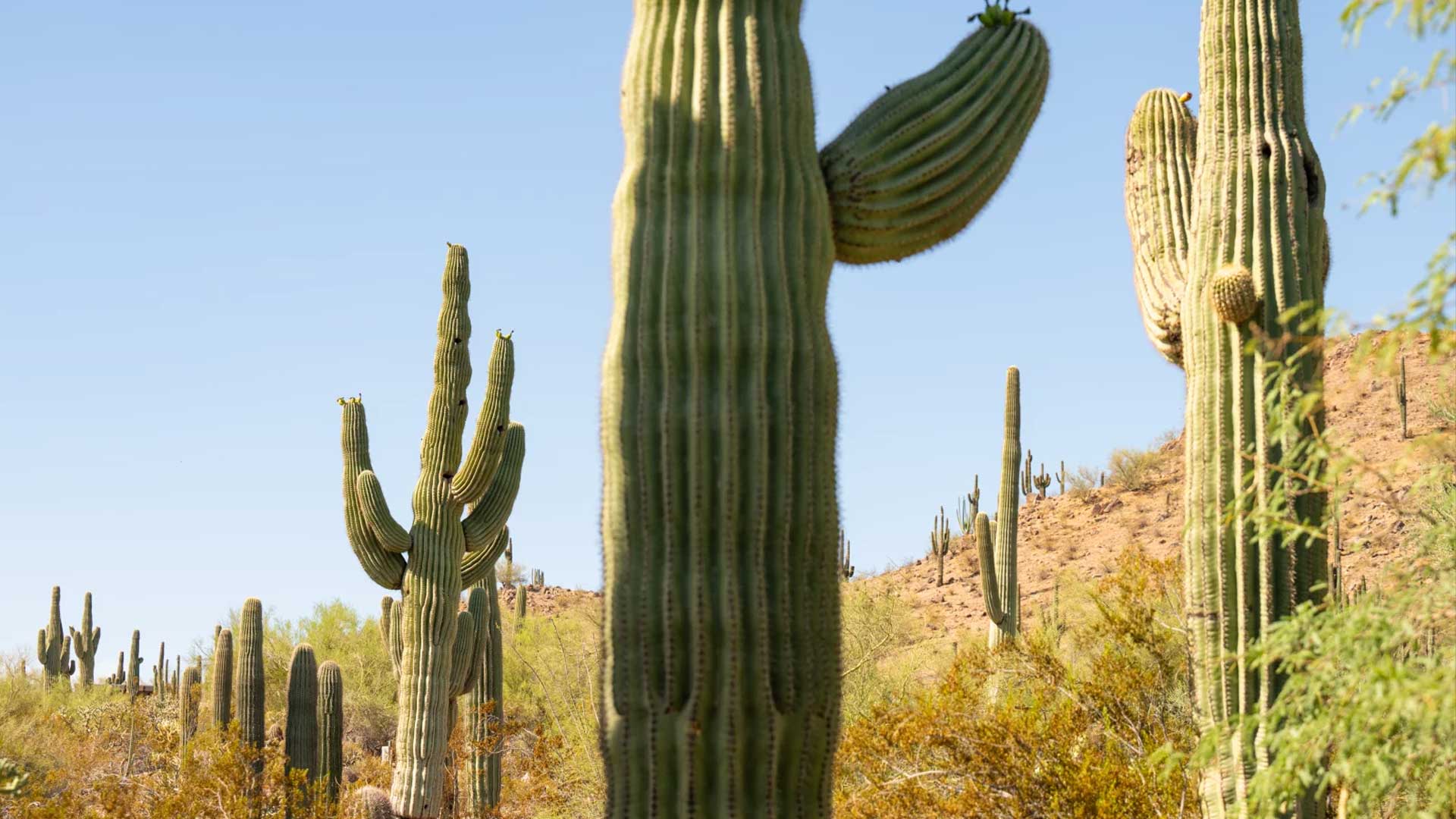 NPR saguaro 5