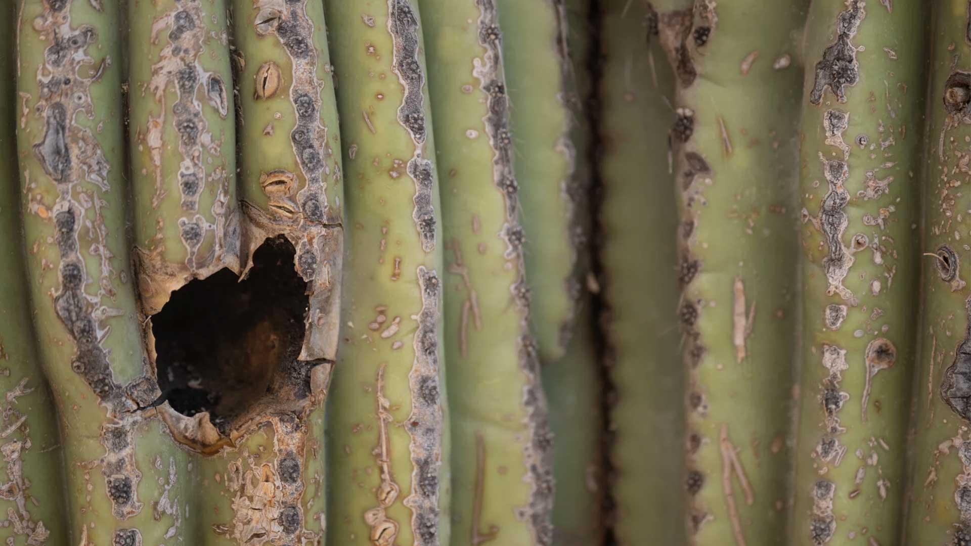 NPR saguaro 7