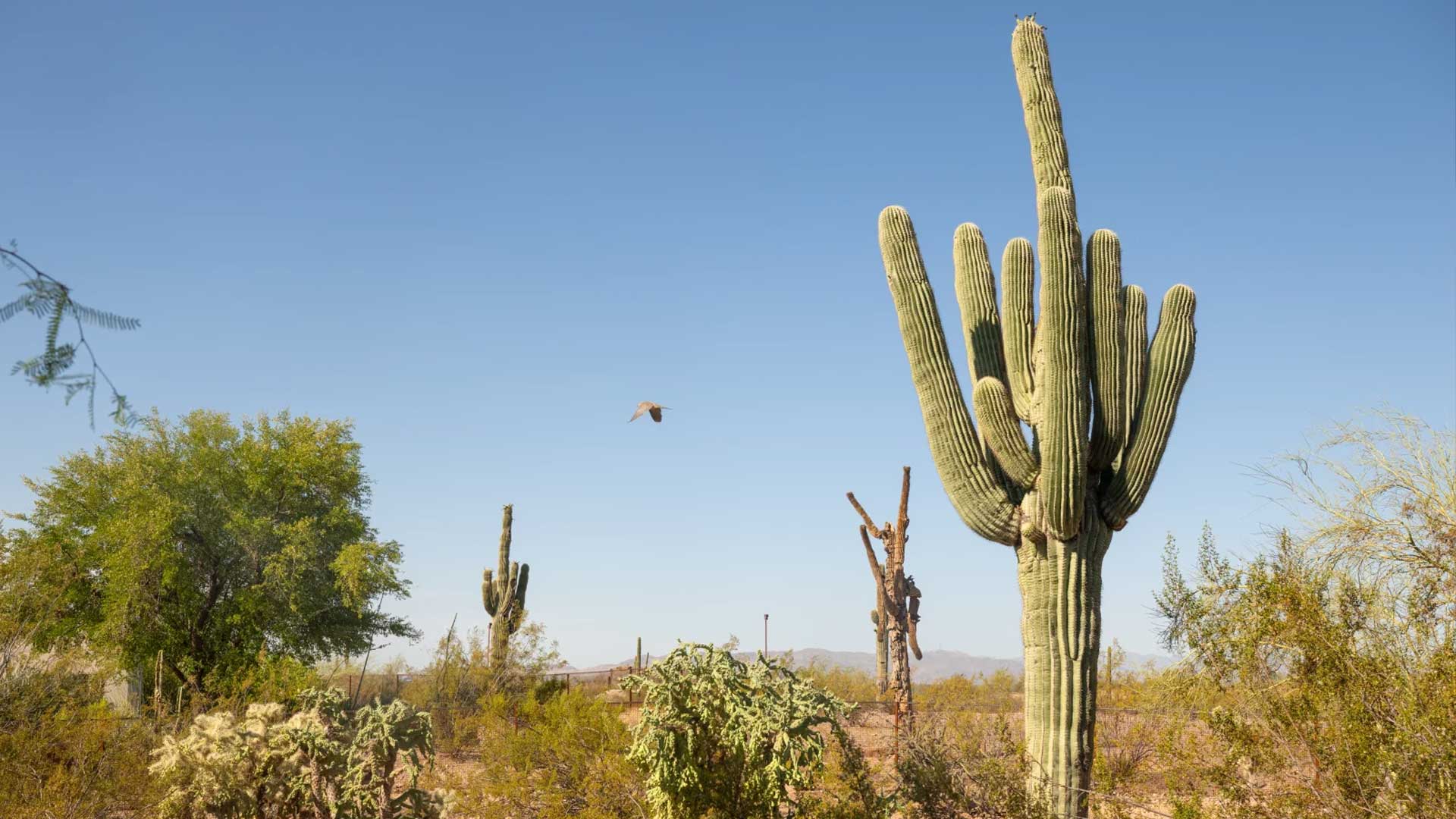 NPR saguaro 9