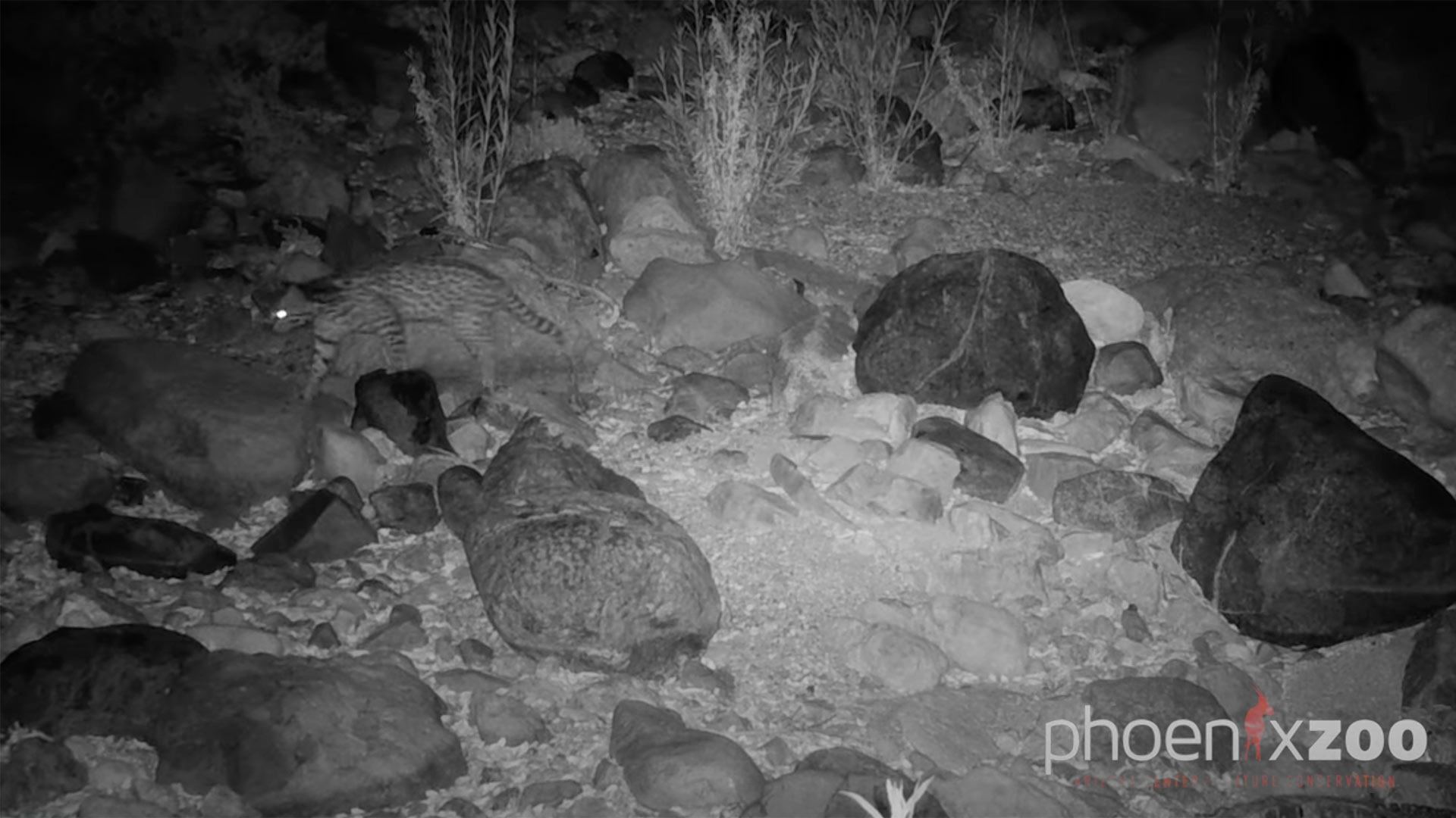 The Phoenix Zoo’s Atascosa Complex Wildlife Study captures video of a new ocelot in Southern Arizona in June 2024.