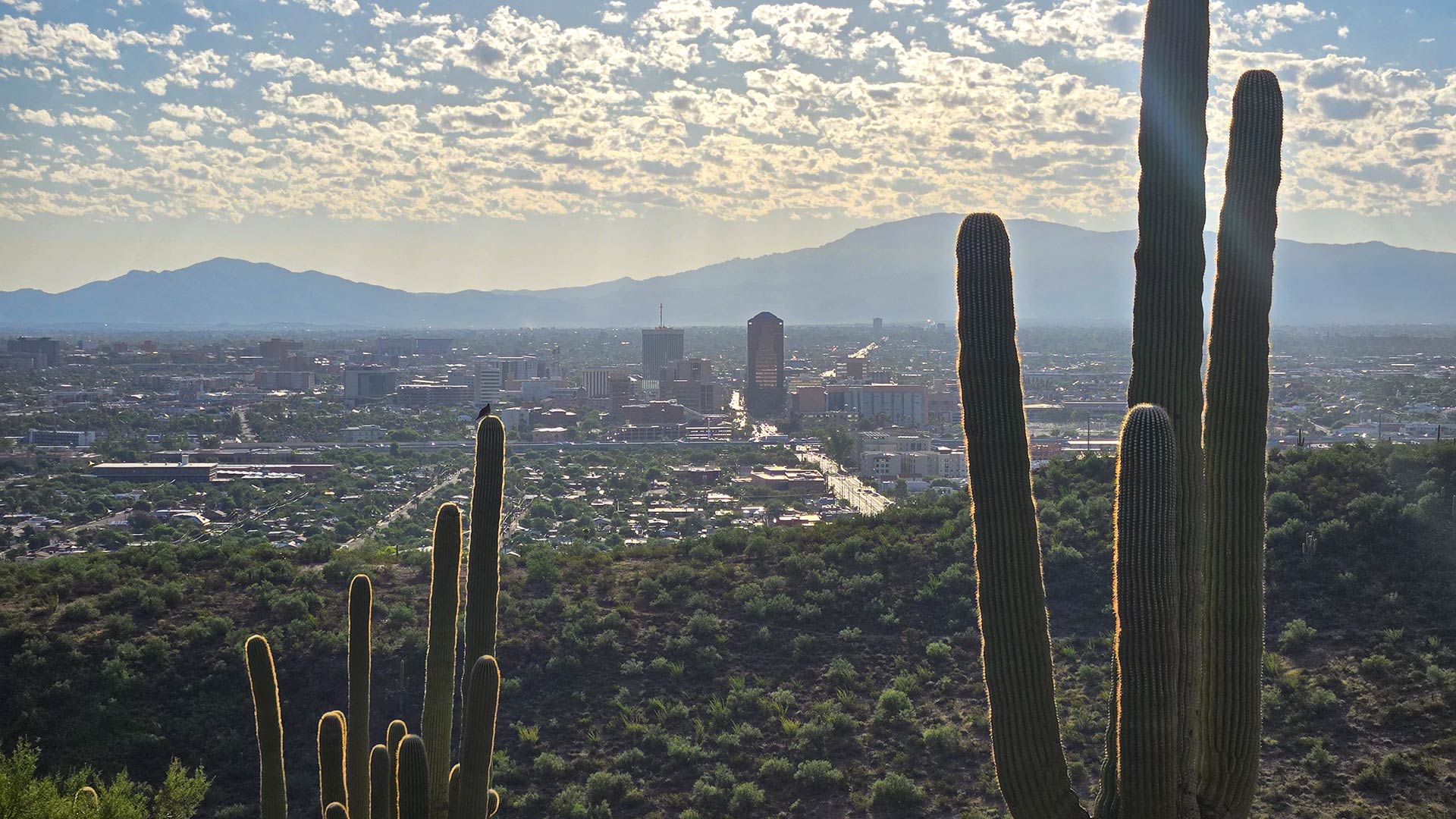 Downtown Tucson from Tumamoc Hill.