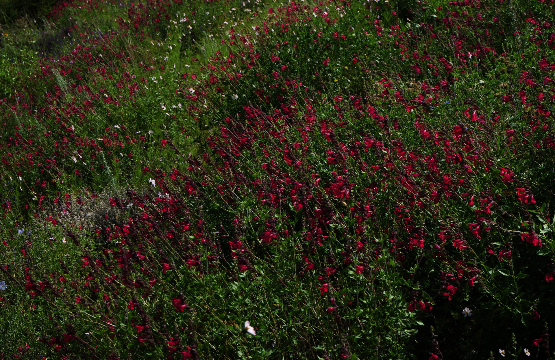 Monsoon flowers Rebekah